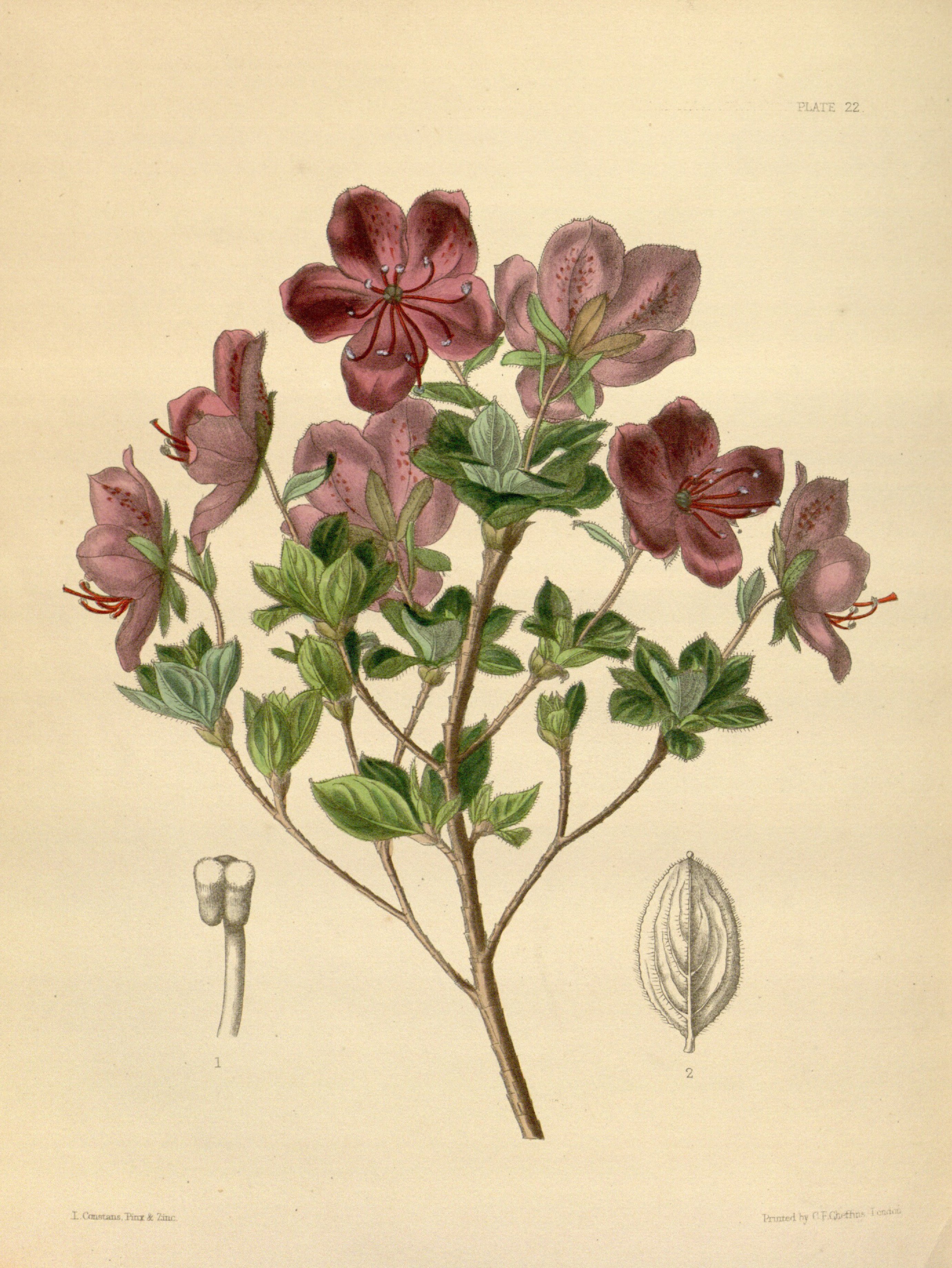 Therorhodion camtschaticum Paxton 022