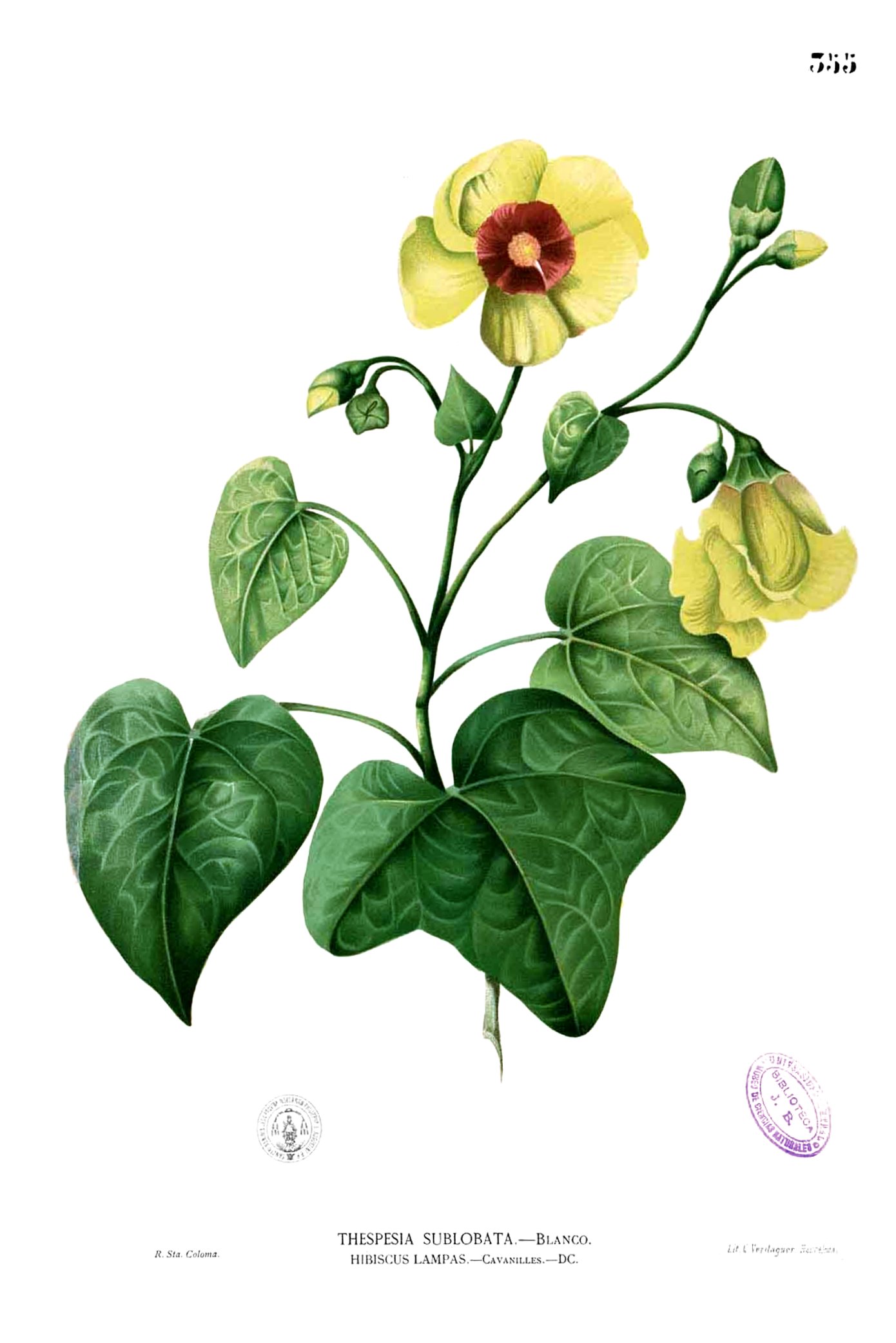 Thespesia populnea Blanco2.355