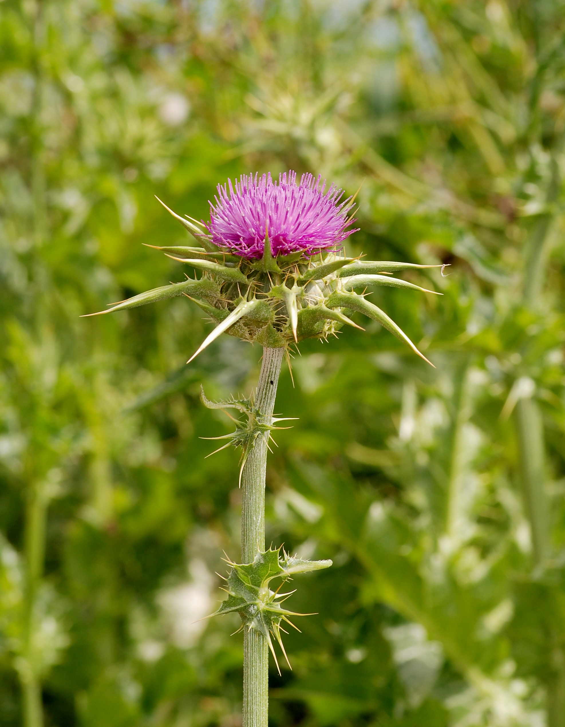 Thistle April 2010-2