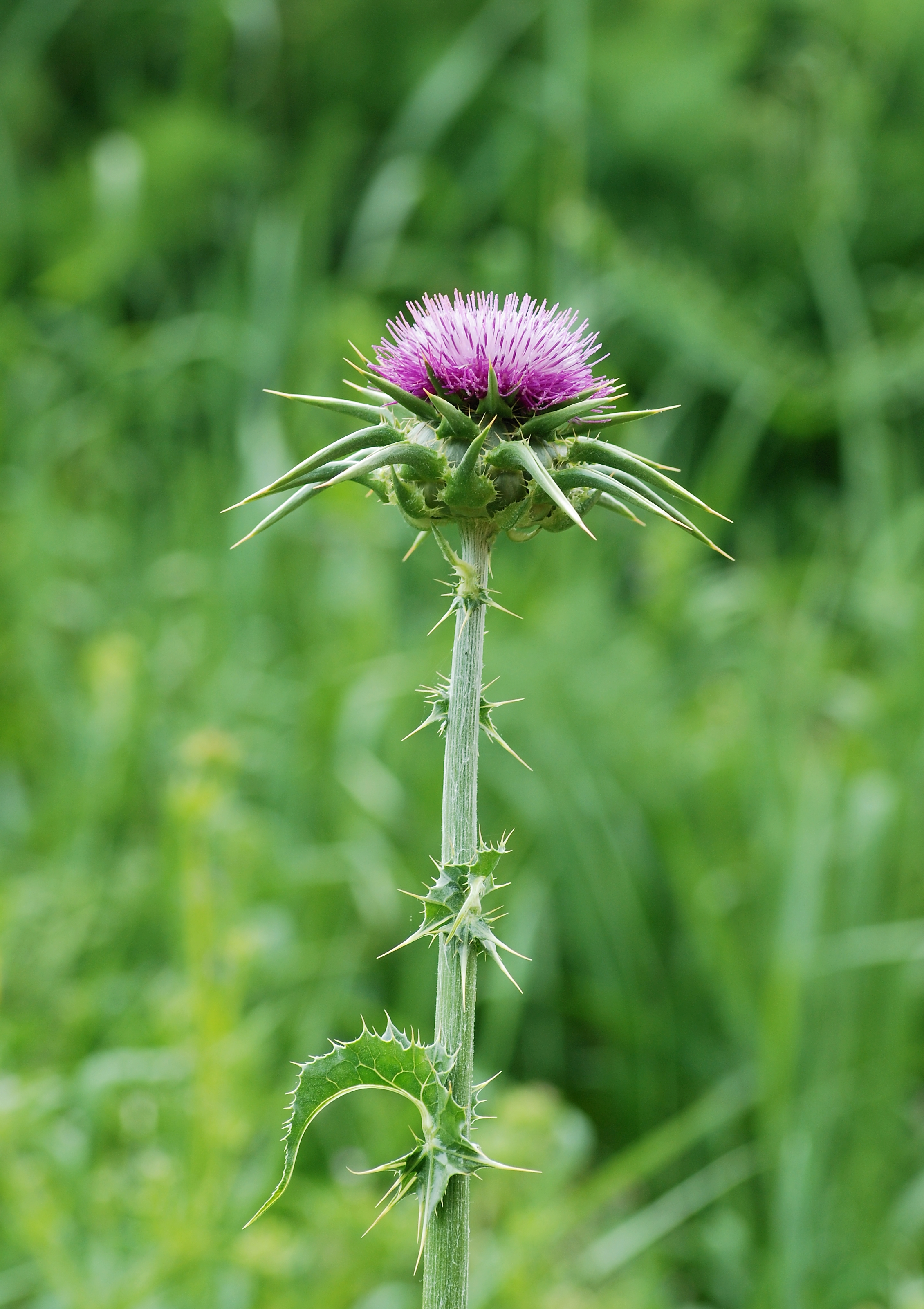 Thistle April 2010-4