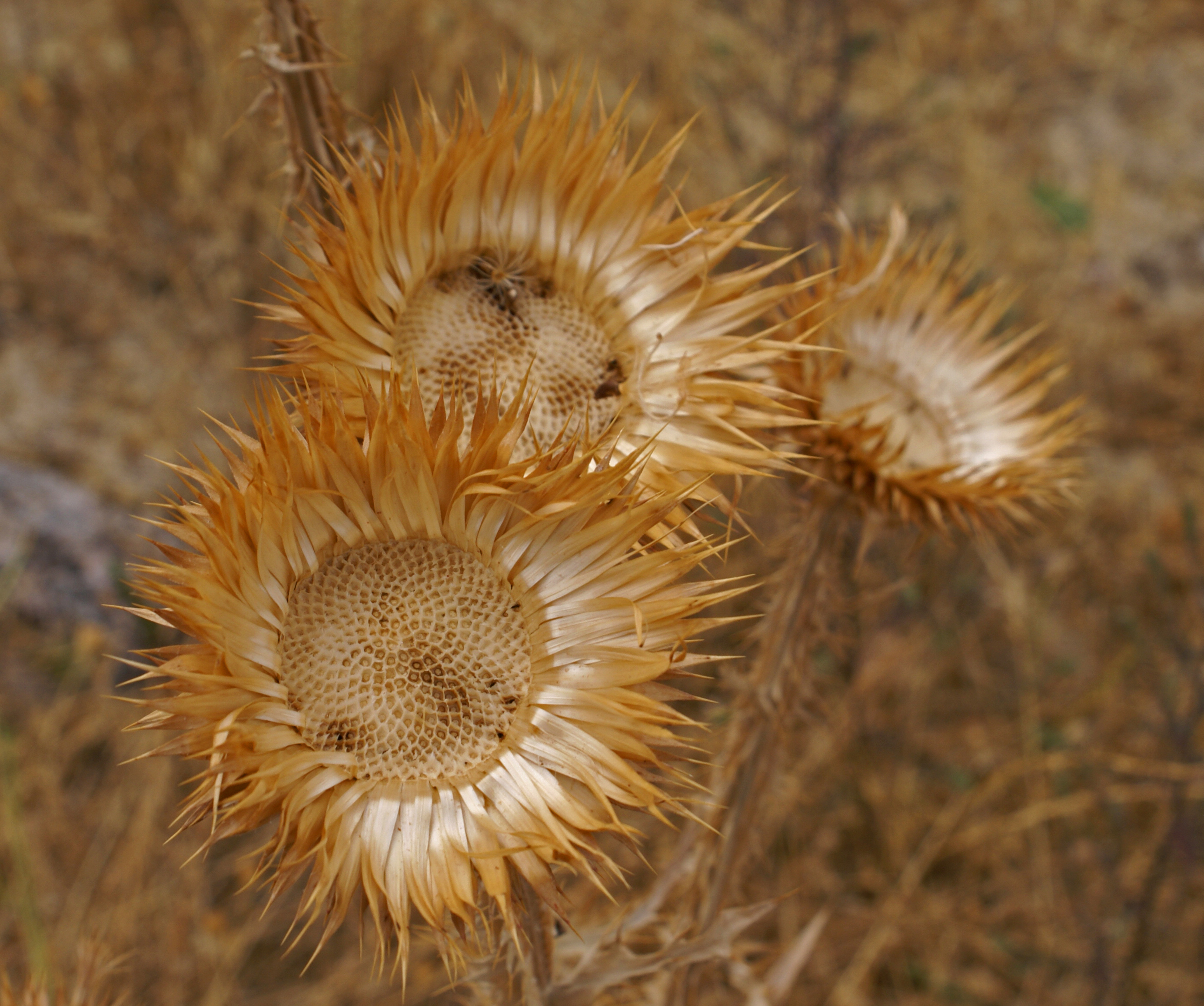 Thistles (1805939732)