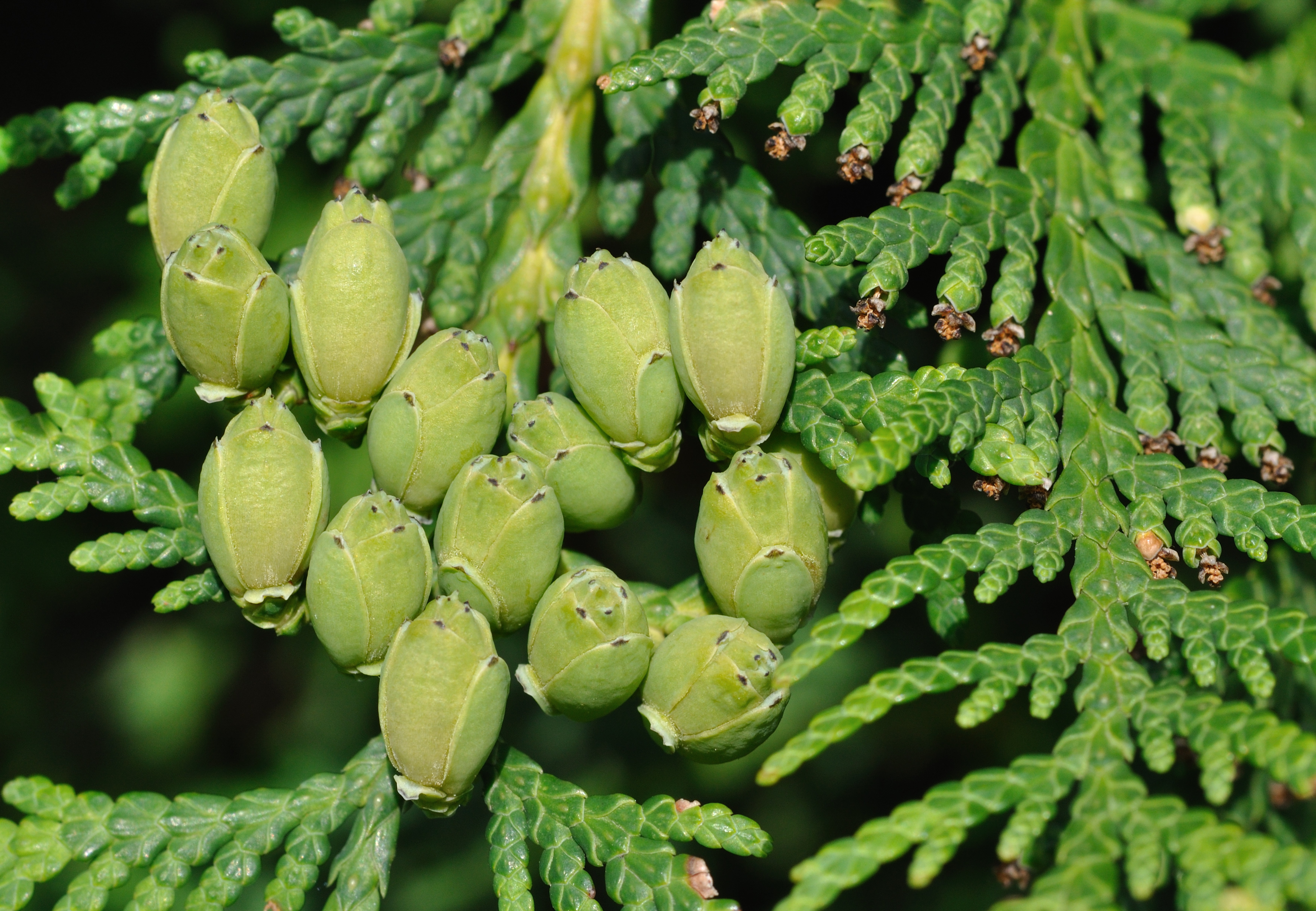 Thuja occidentalis qtl1
