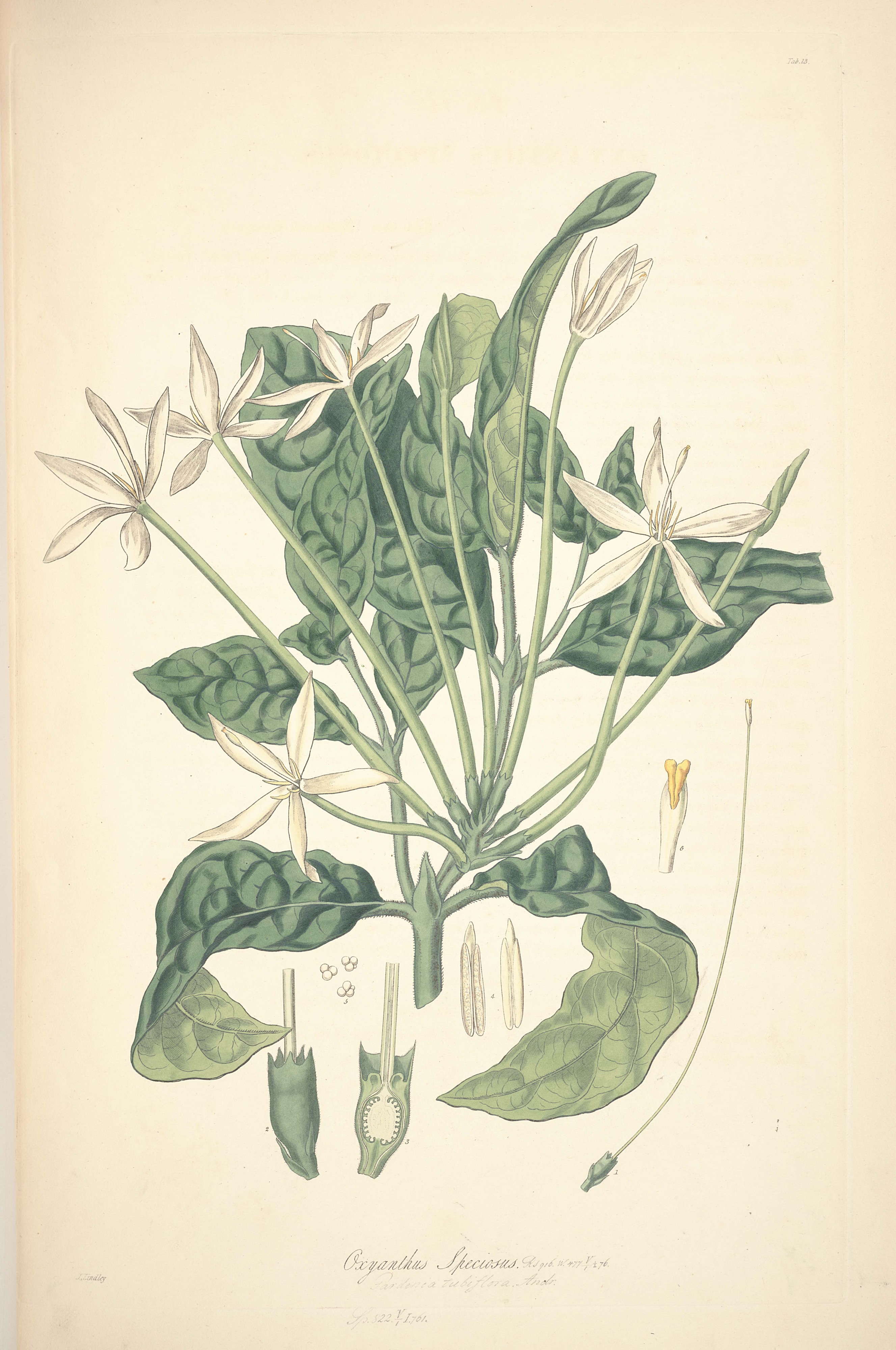 13 Oxyanthus speciosus - John Lindley - Collectanea botanica (1821)