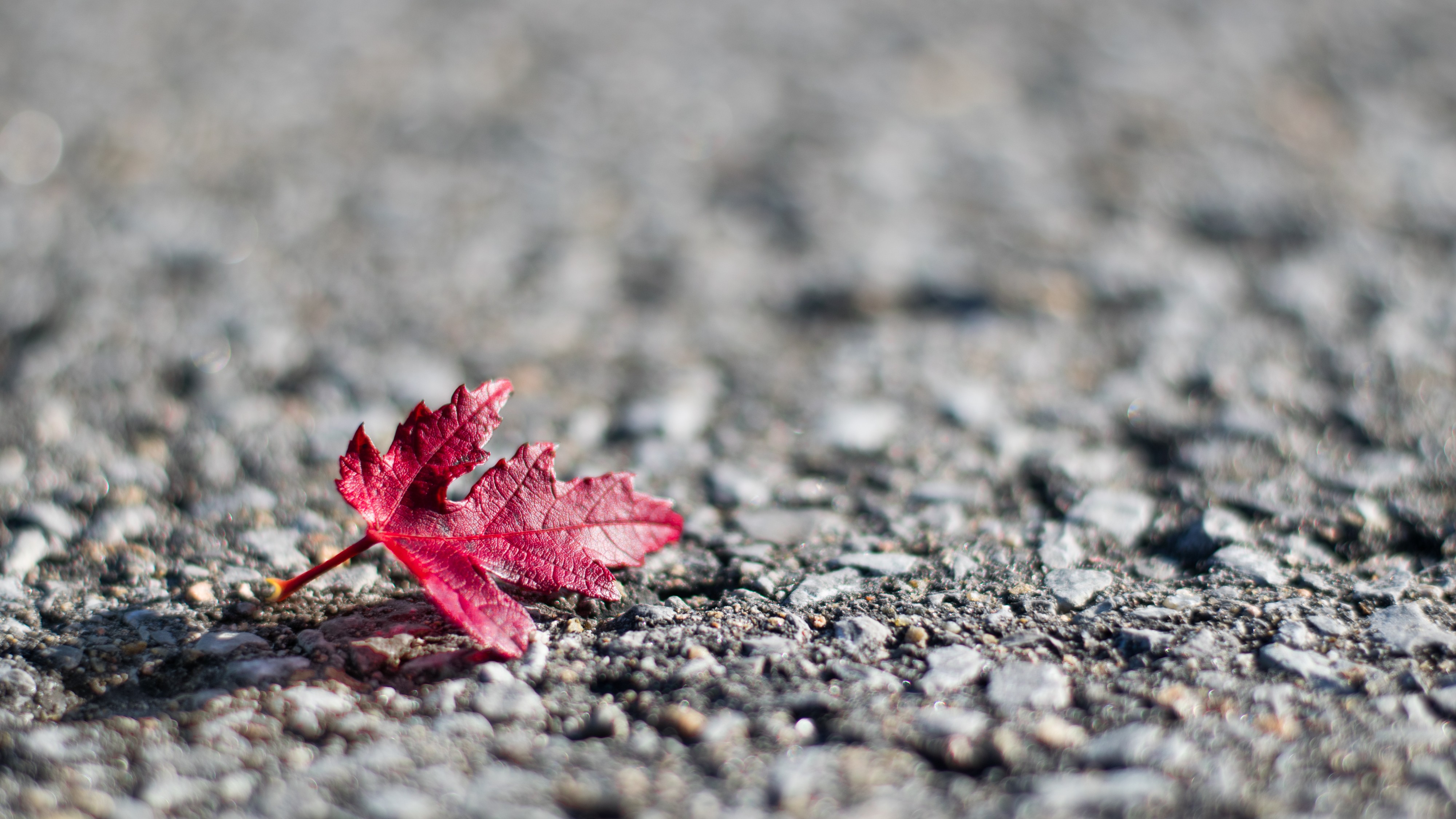 2016-11 Maple leaves autumn Quebec