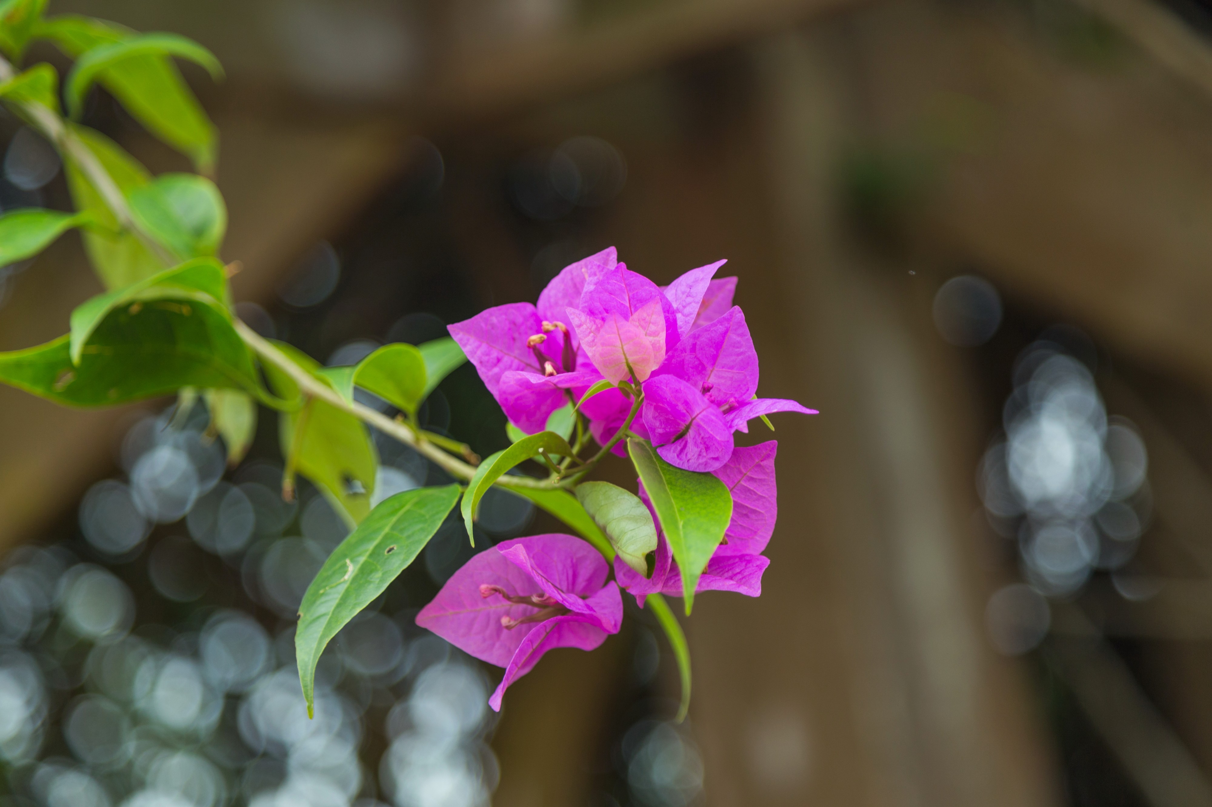 2016 Singapur, Ogrody botaniczne (057)