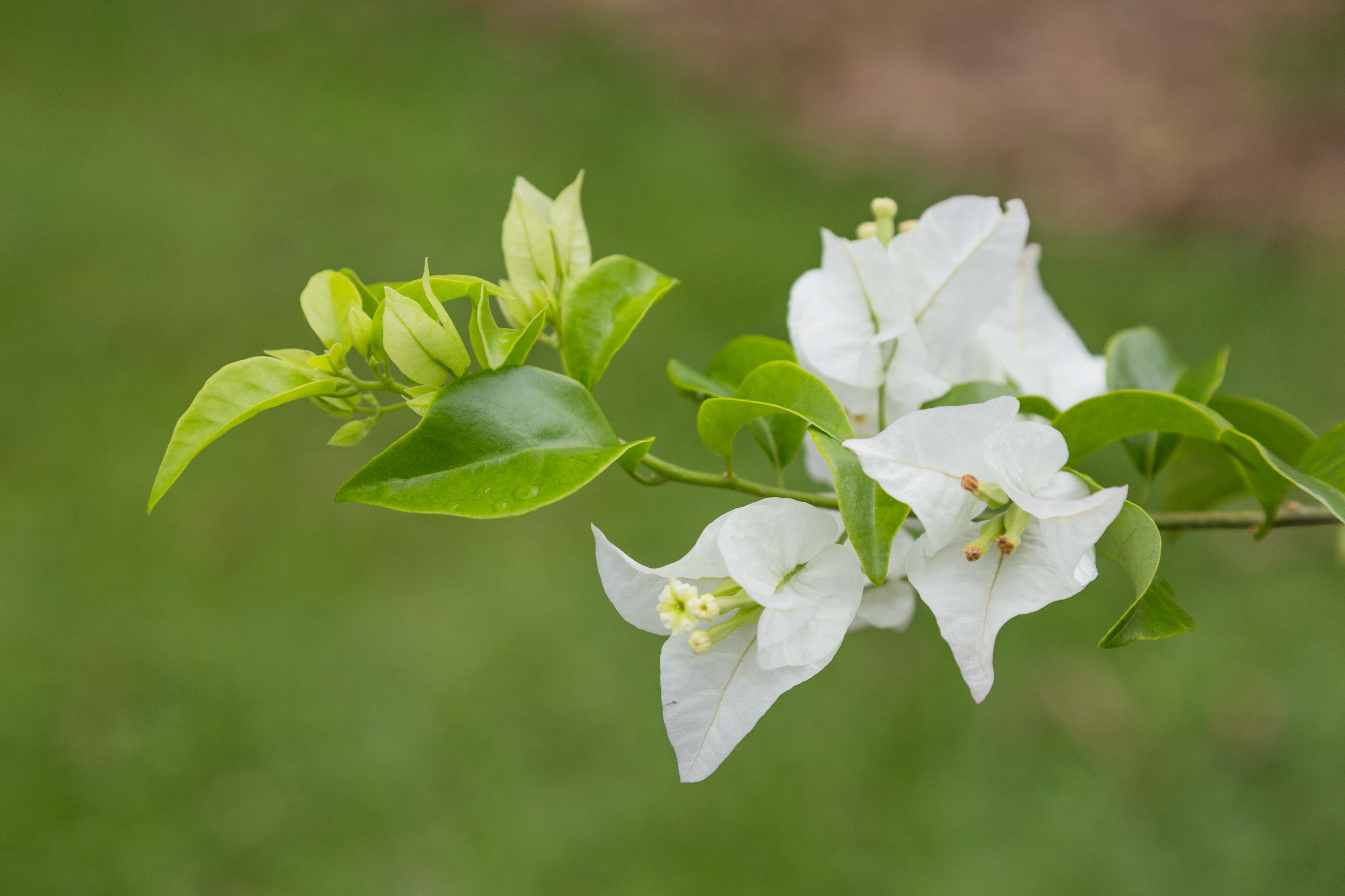2016 Singapur, Ogrody botaniczne (069)