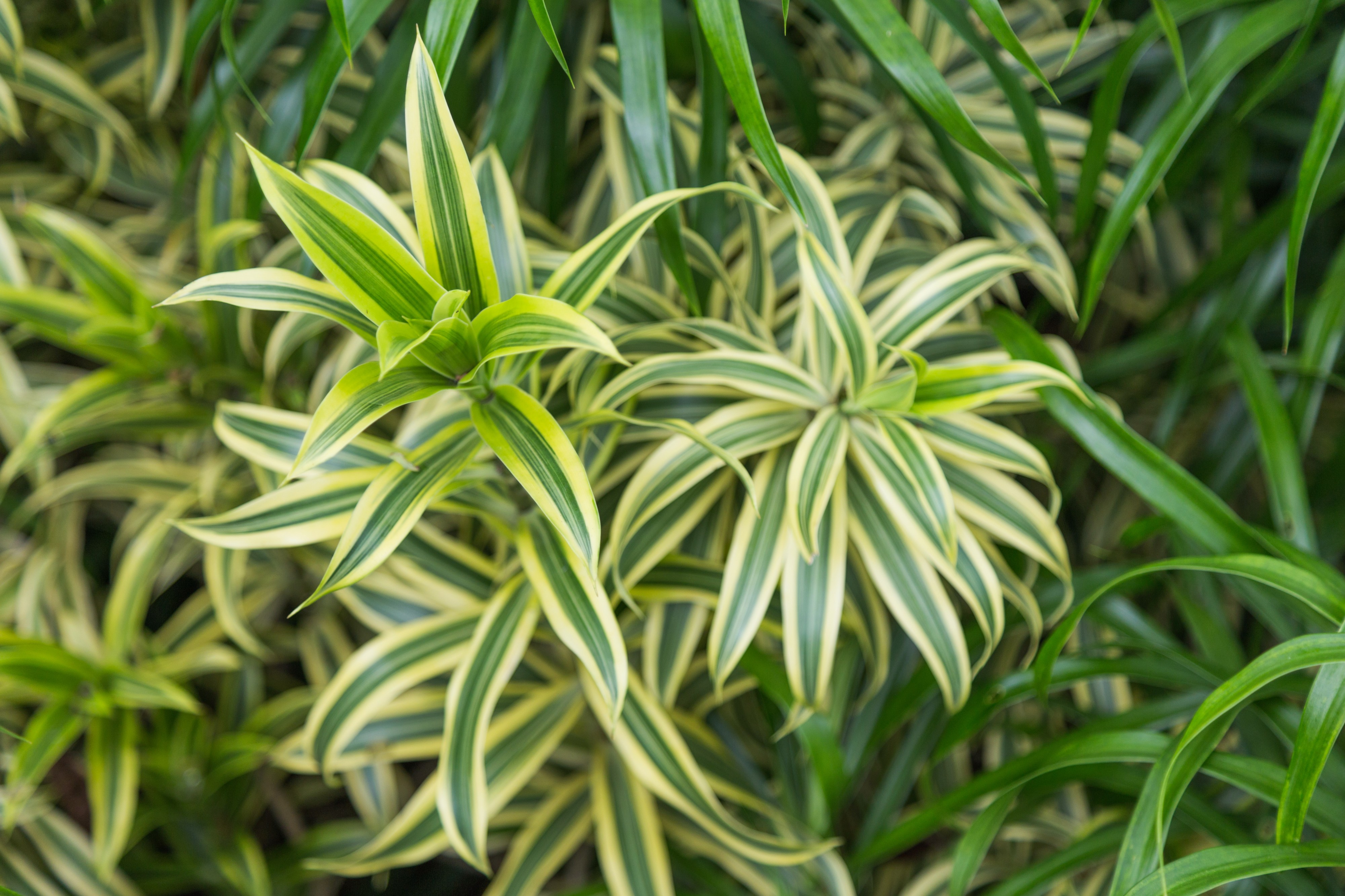 2016 Singapur, Ogrody botaniczne (082)