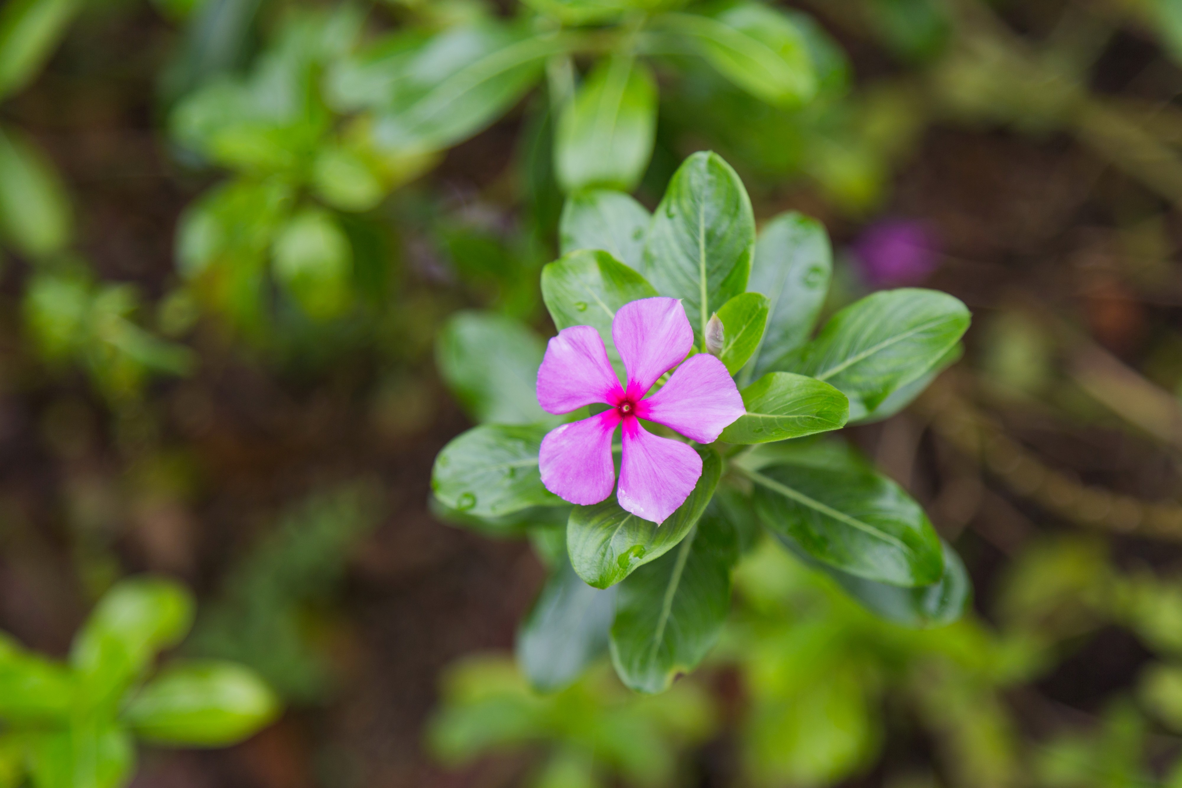 2016 Singapur, Ogrody botaniczne (208)