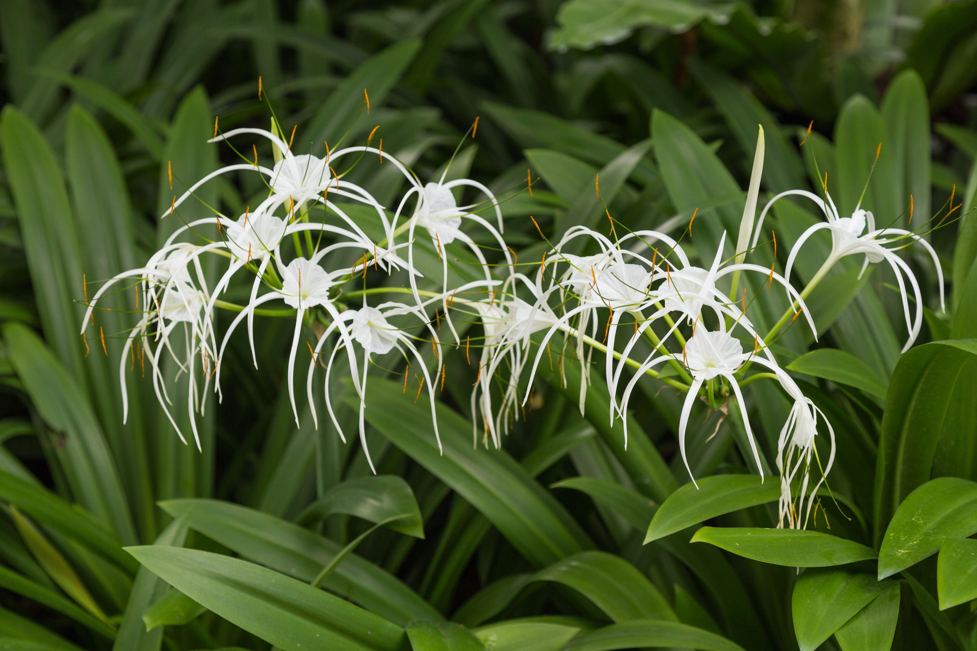 2016 Singapur, Ogrody botaniczne (266)