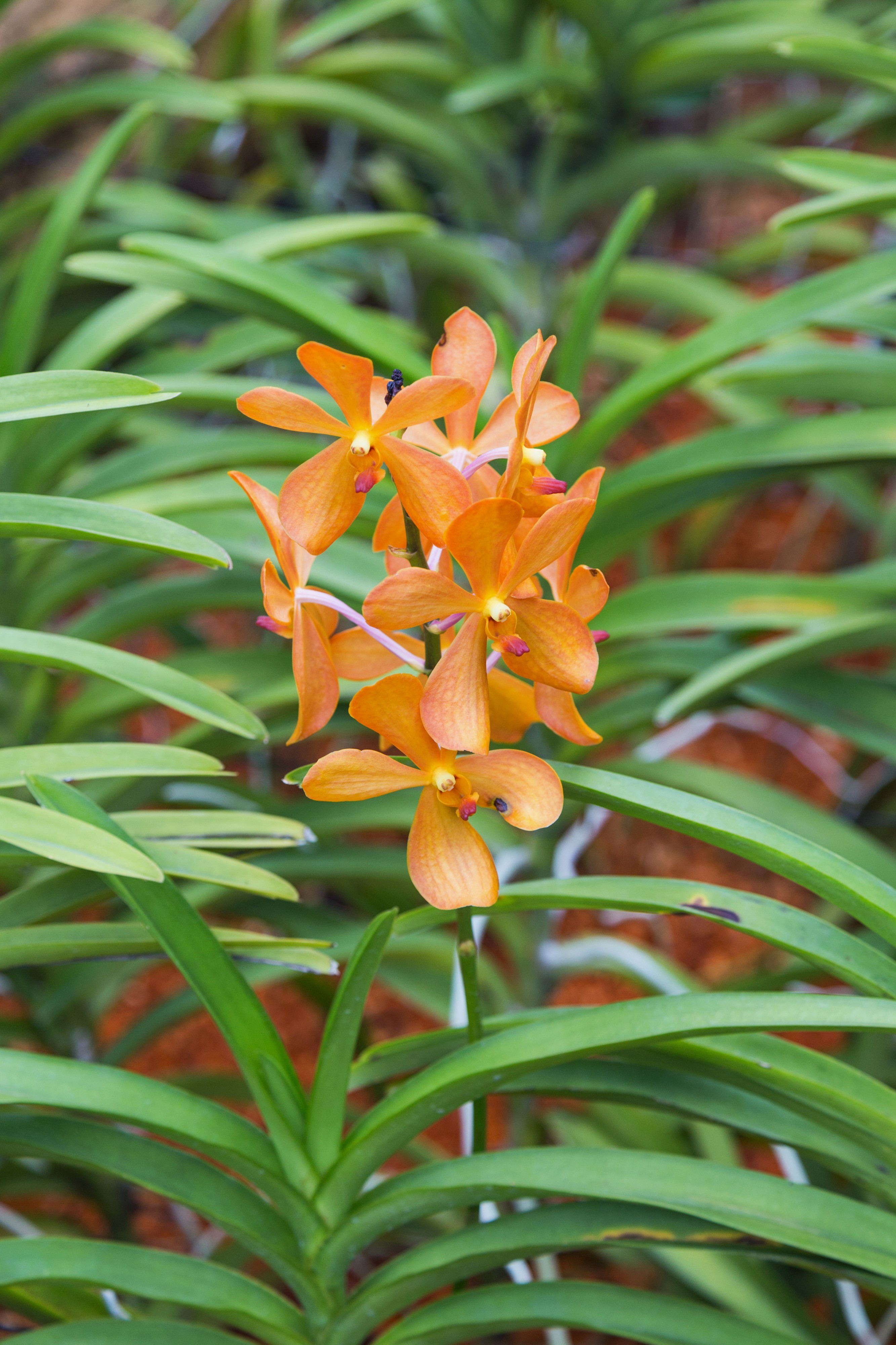 2016 Singapur, Ogrody botaniczne (270)