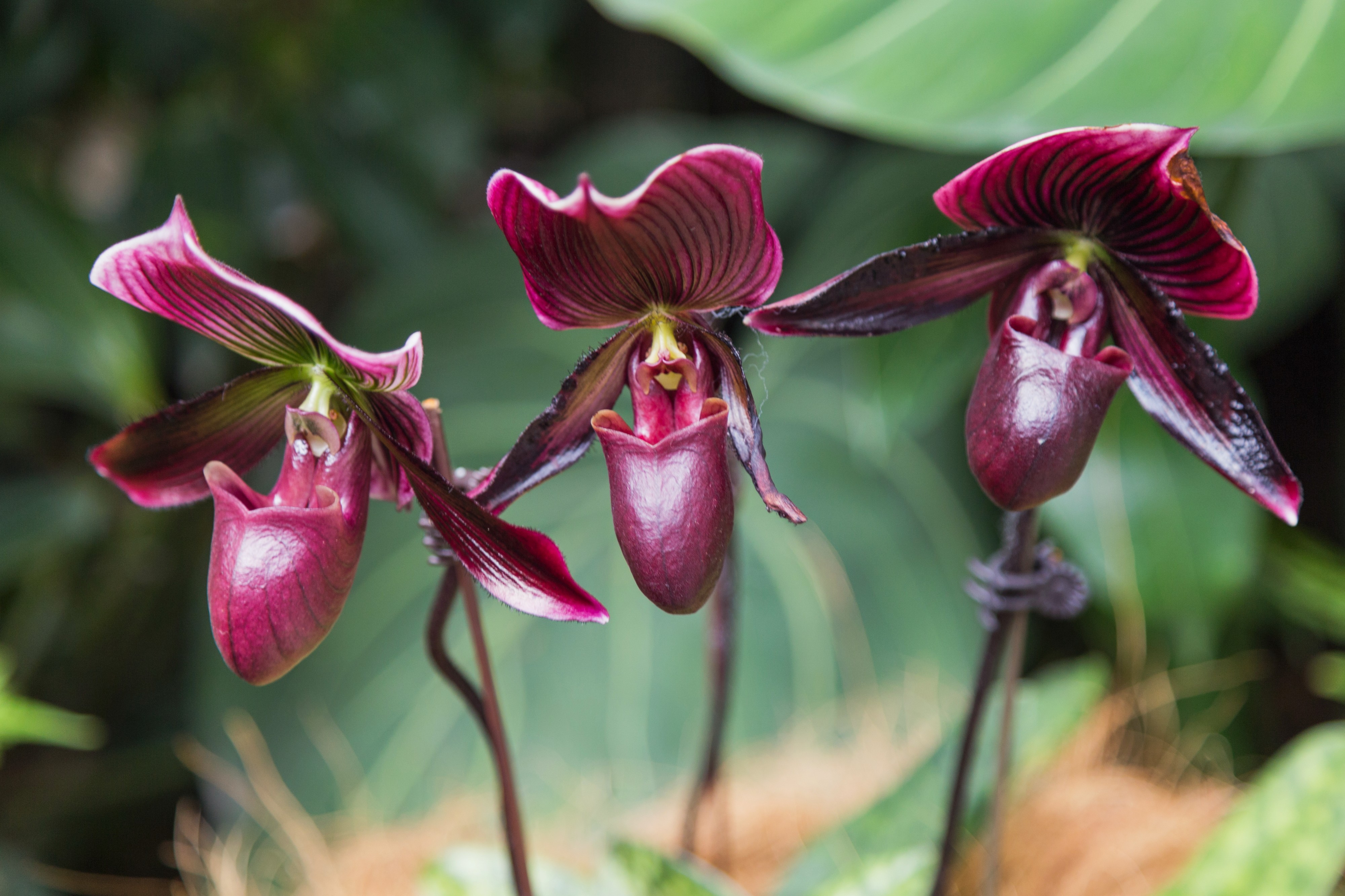 2016 Singapur, Ogrody botaniczne (300)