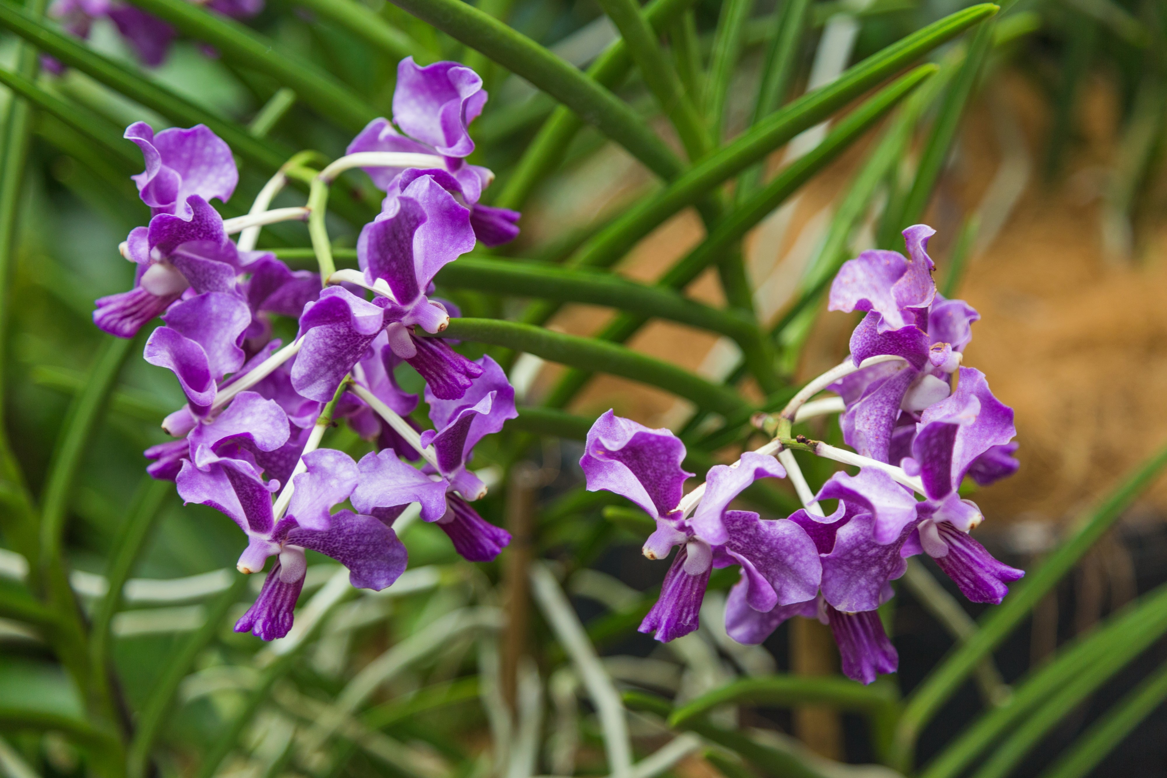 2016 Singapur, Ogrody botaniczne (312)