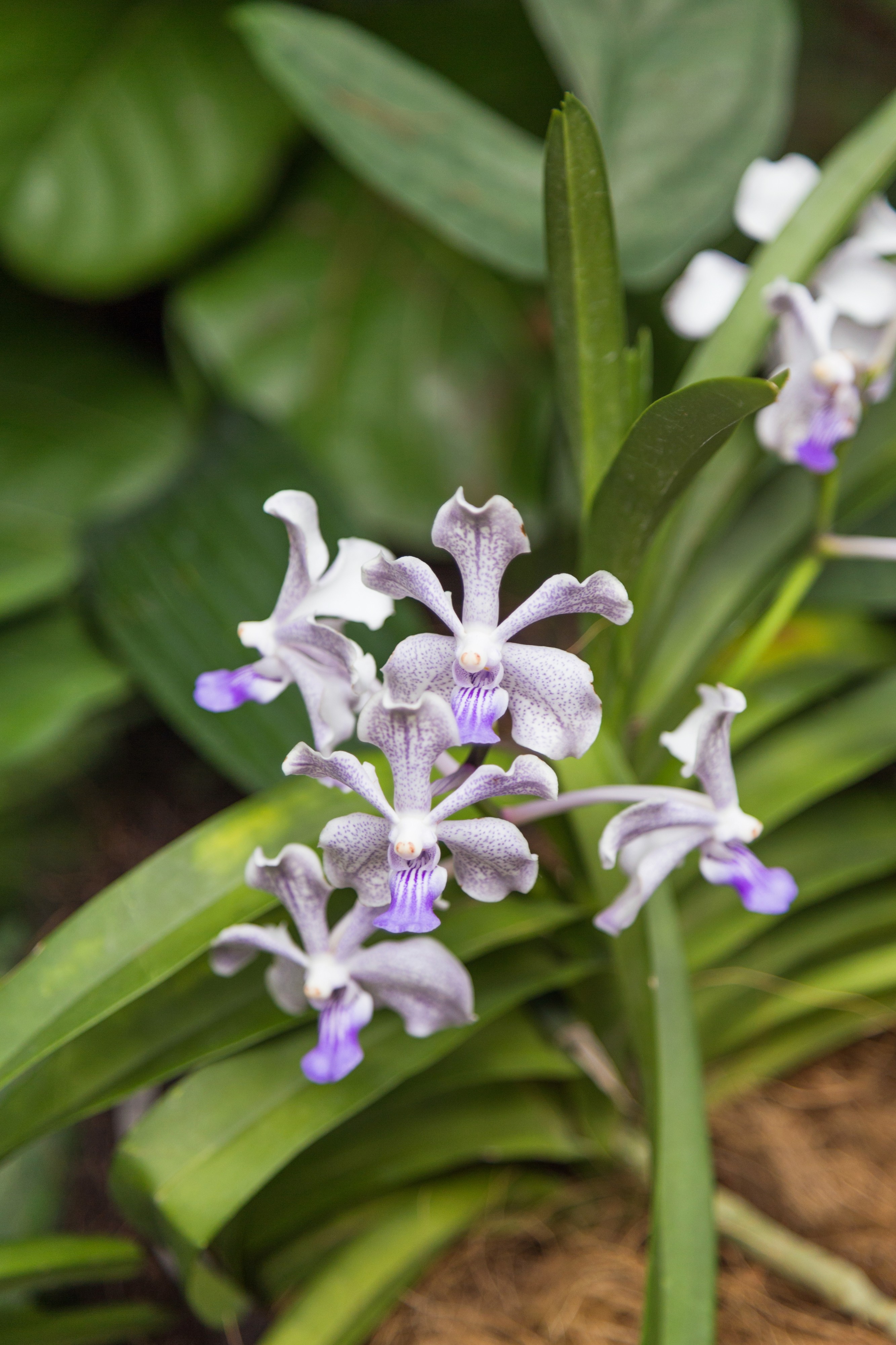 2016 Singapur, Ogrody botaniczne (333)