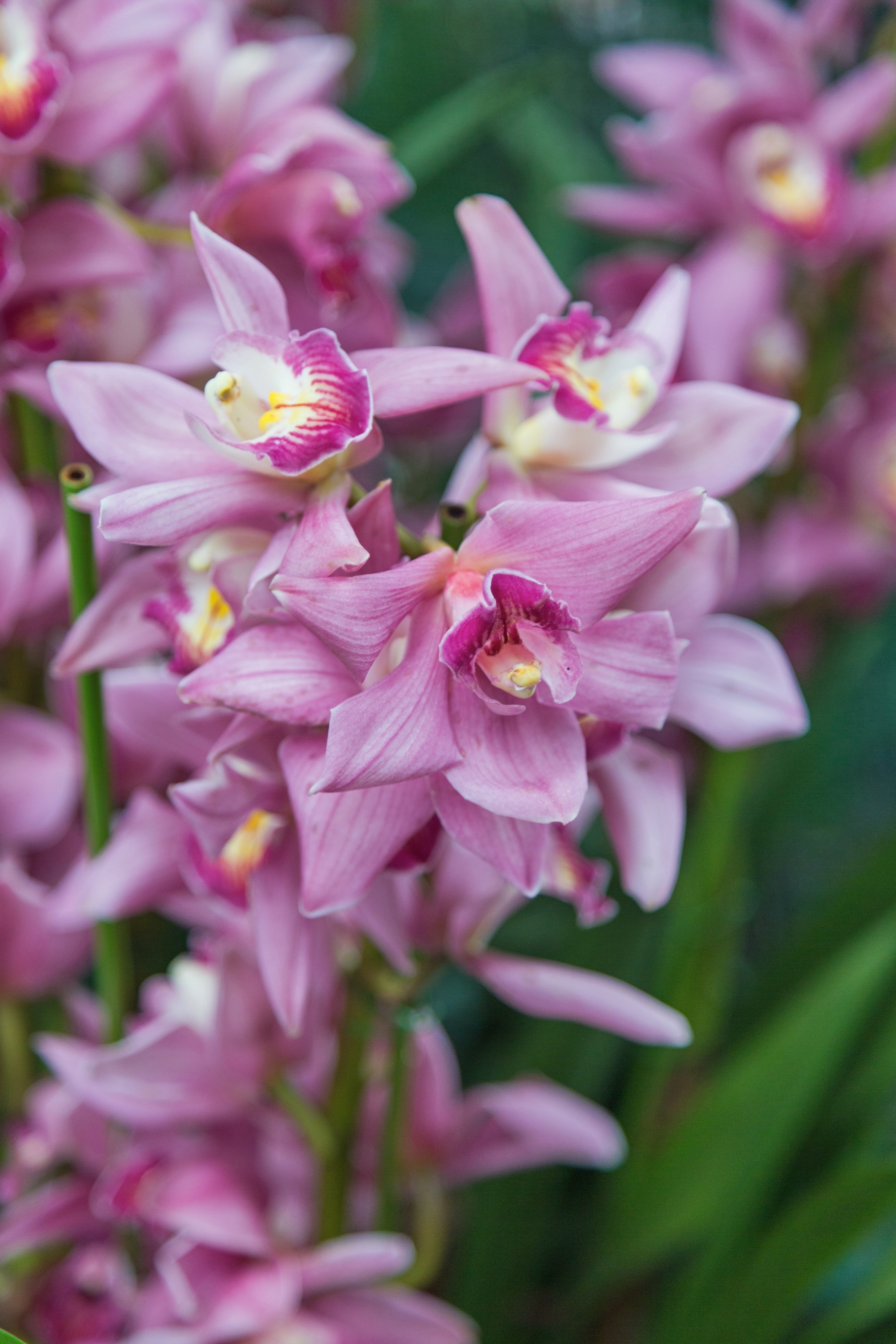 2016 Singapur, Ogrody botaniczne (334)