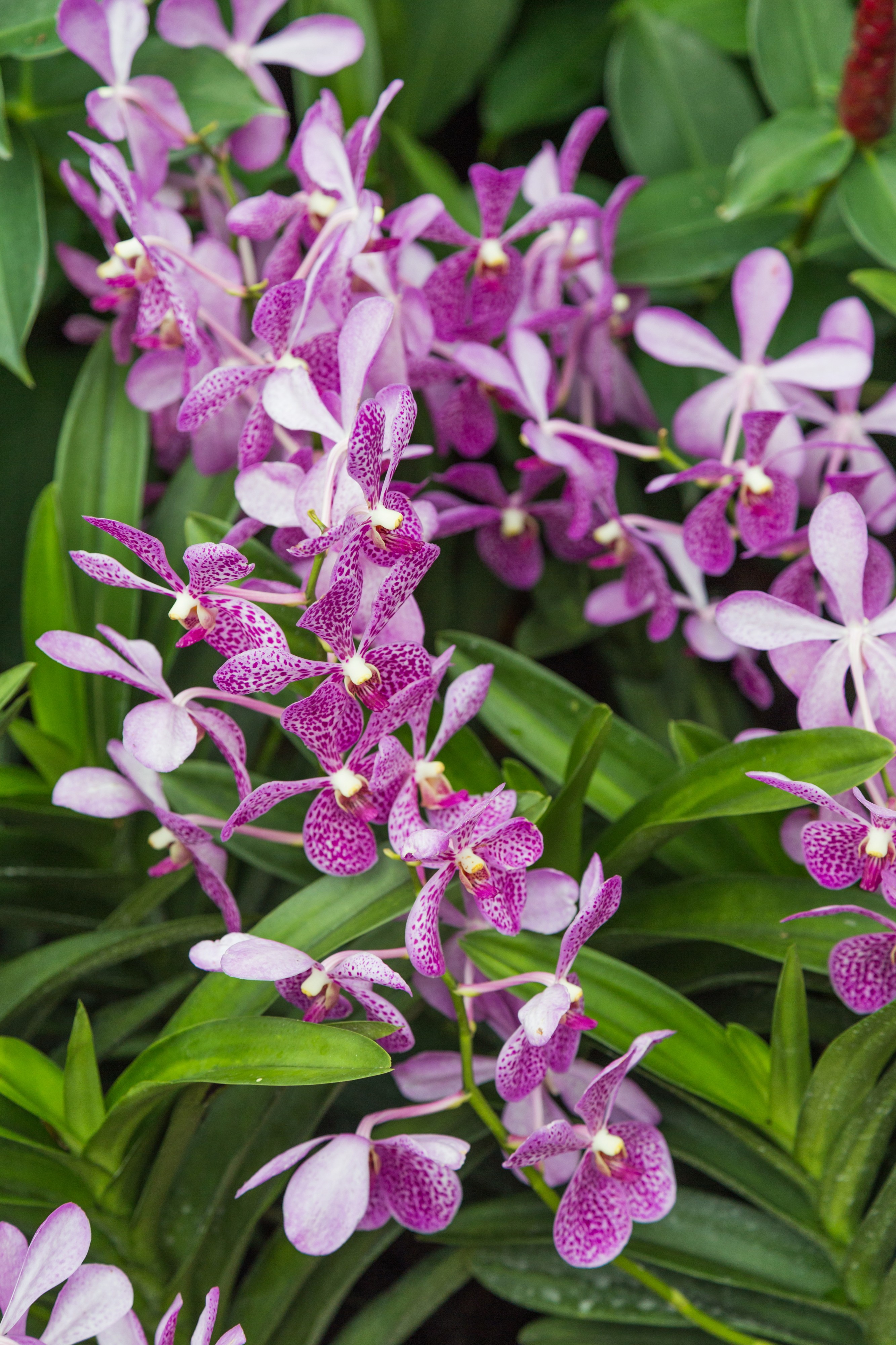 2016 Singapur, Ogrody botaniczne (345)