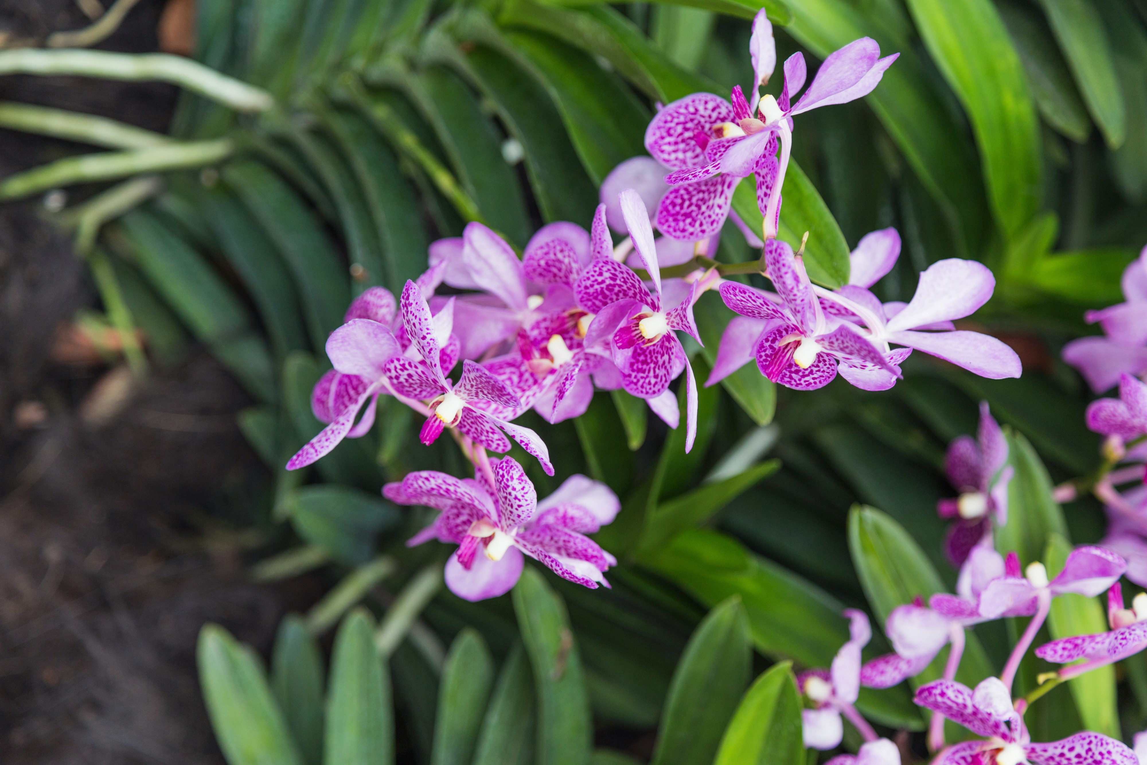 2016 Singapur, Ogrody botaniczne (347)