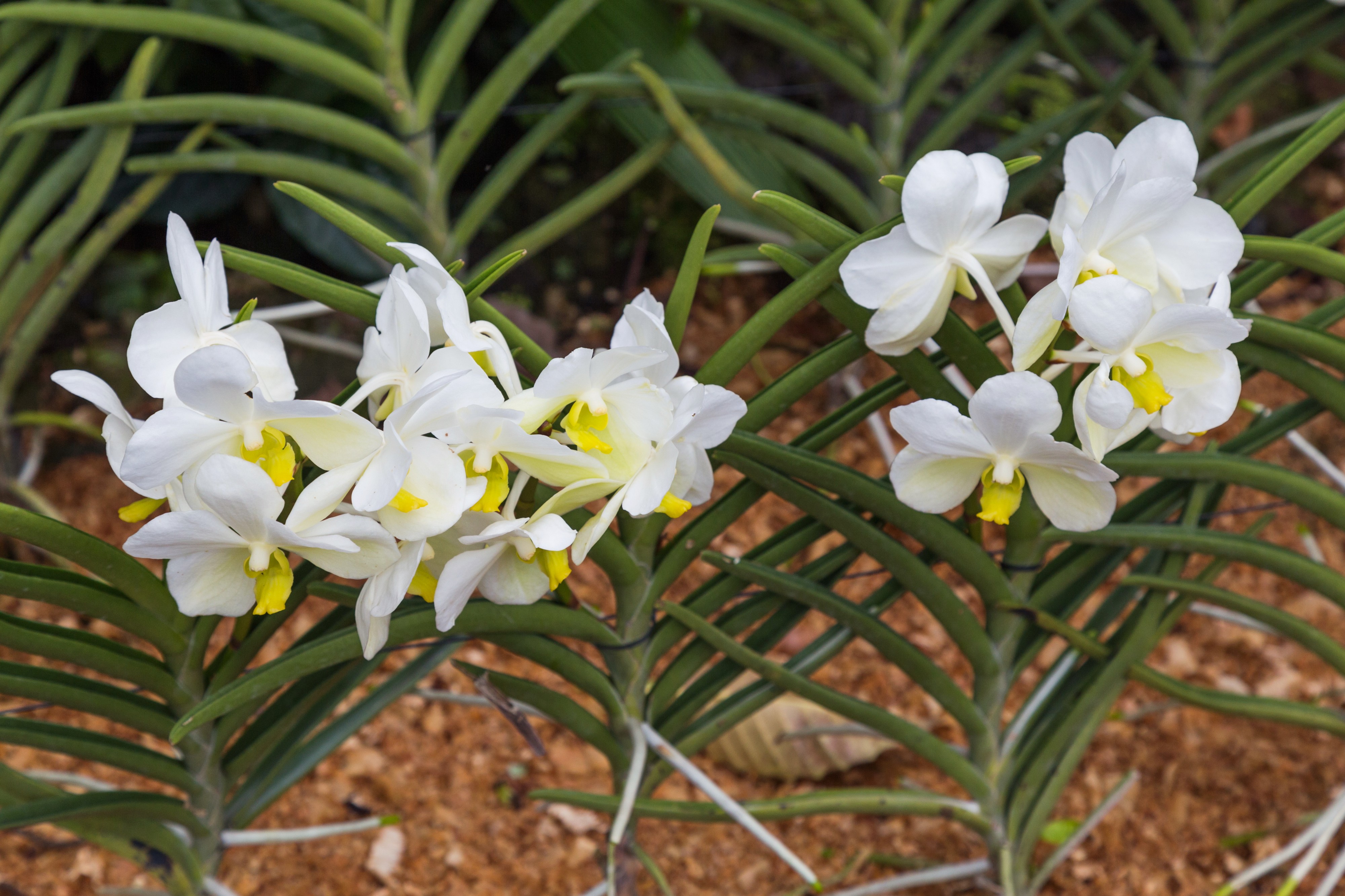 2016 Singapur, Ogrody botaniczne (352)