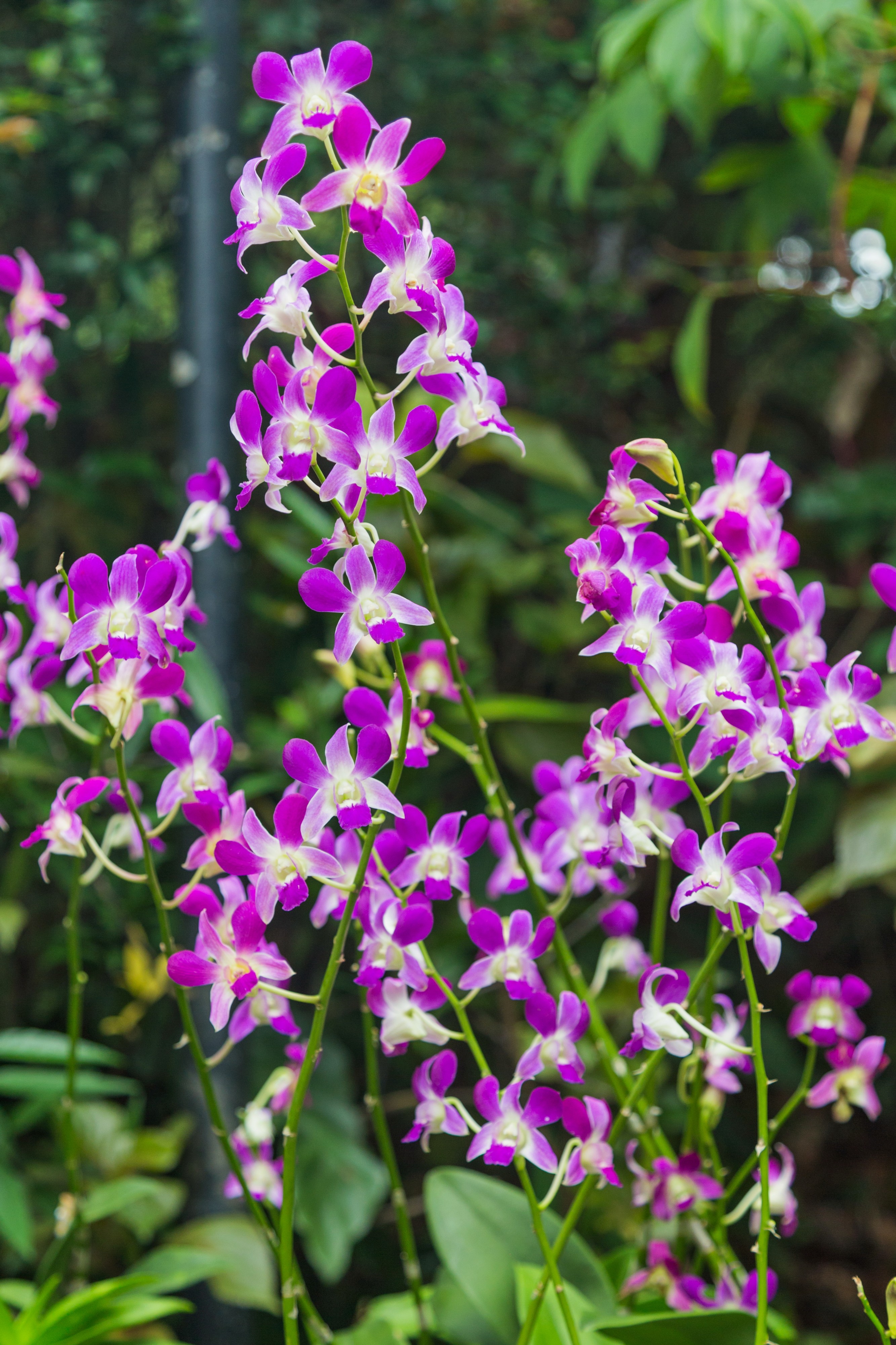 2016 Singapur, Ogrody botaniczne (358)