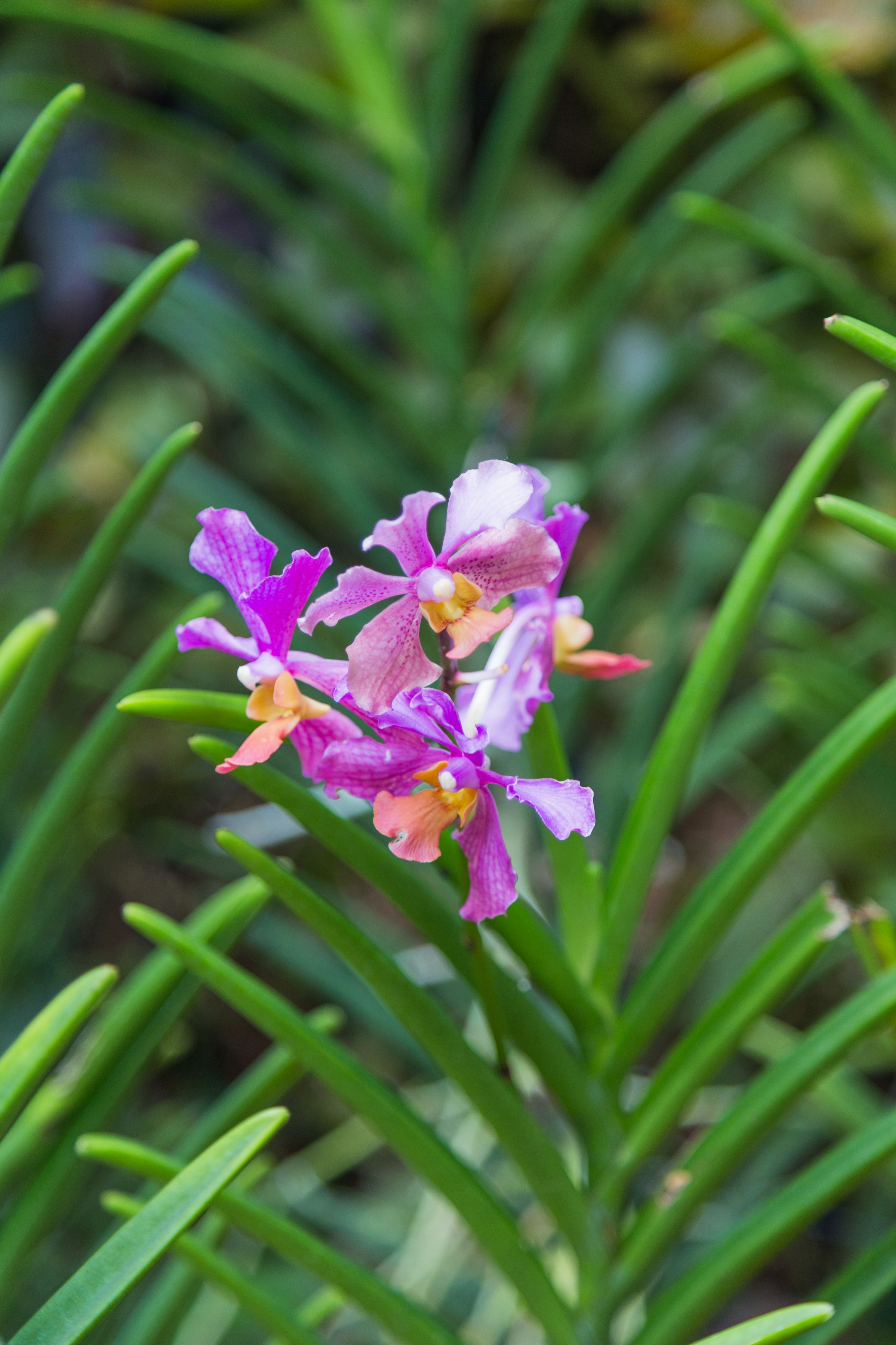 2016 Singapur, Ogrody botaniczne (362)