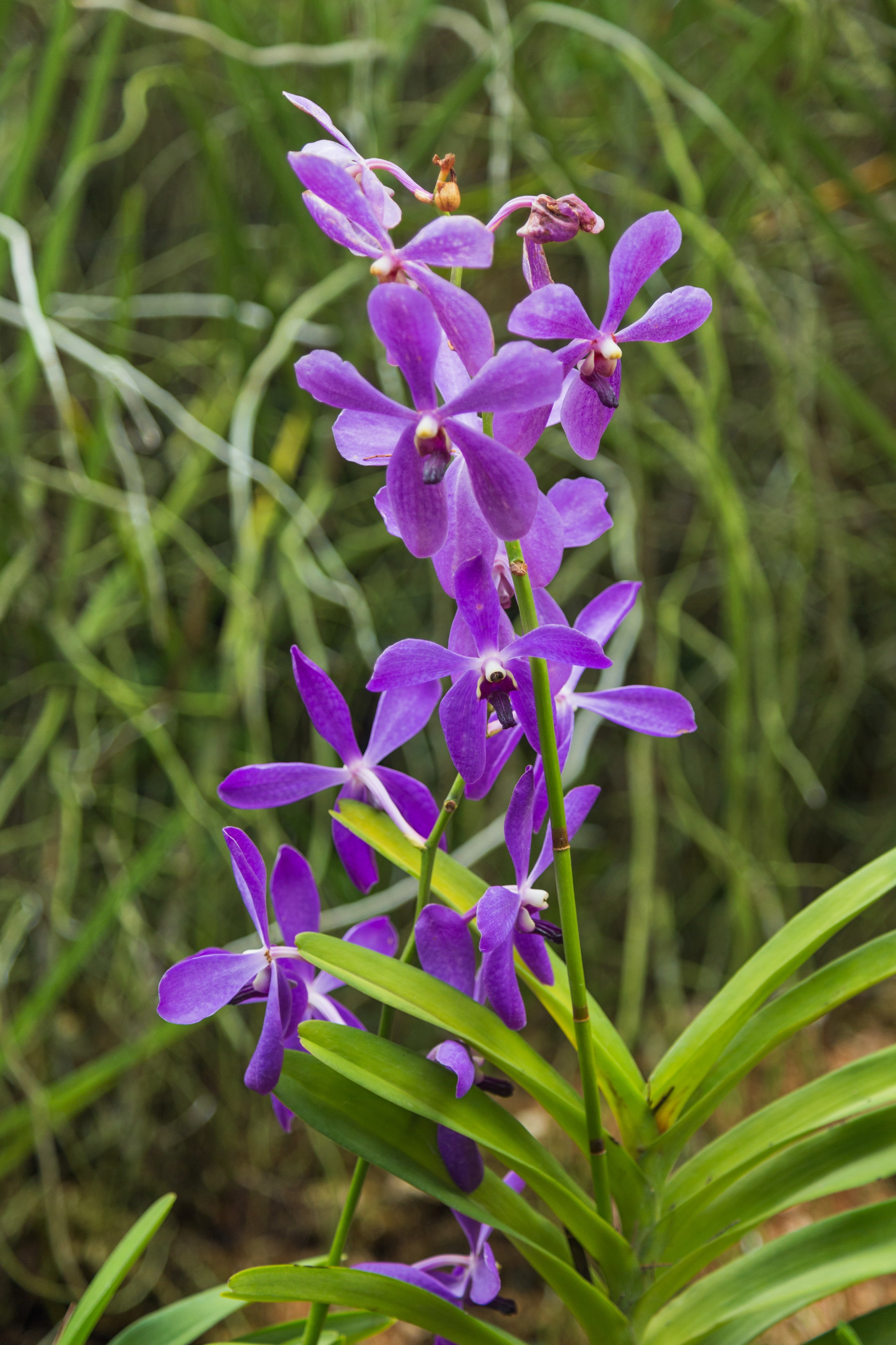2016 Singapur, Ogrody botaniczne (374)