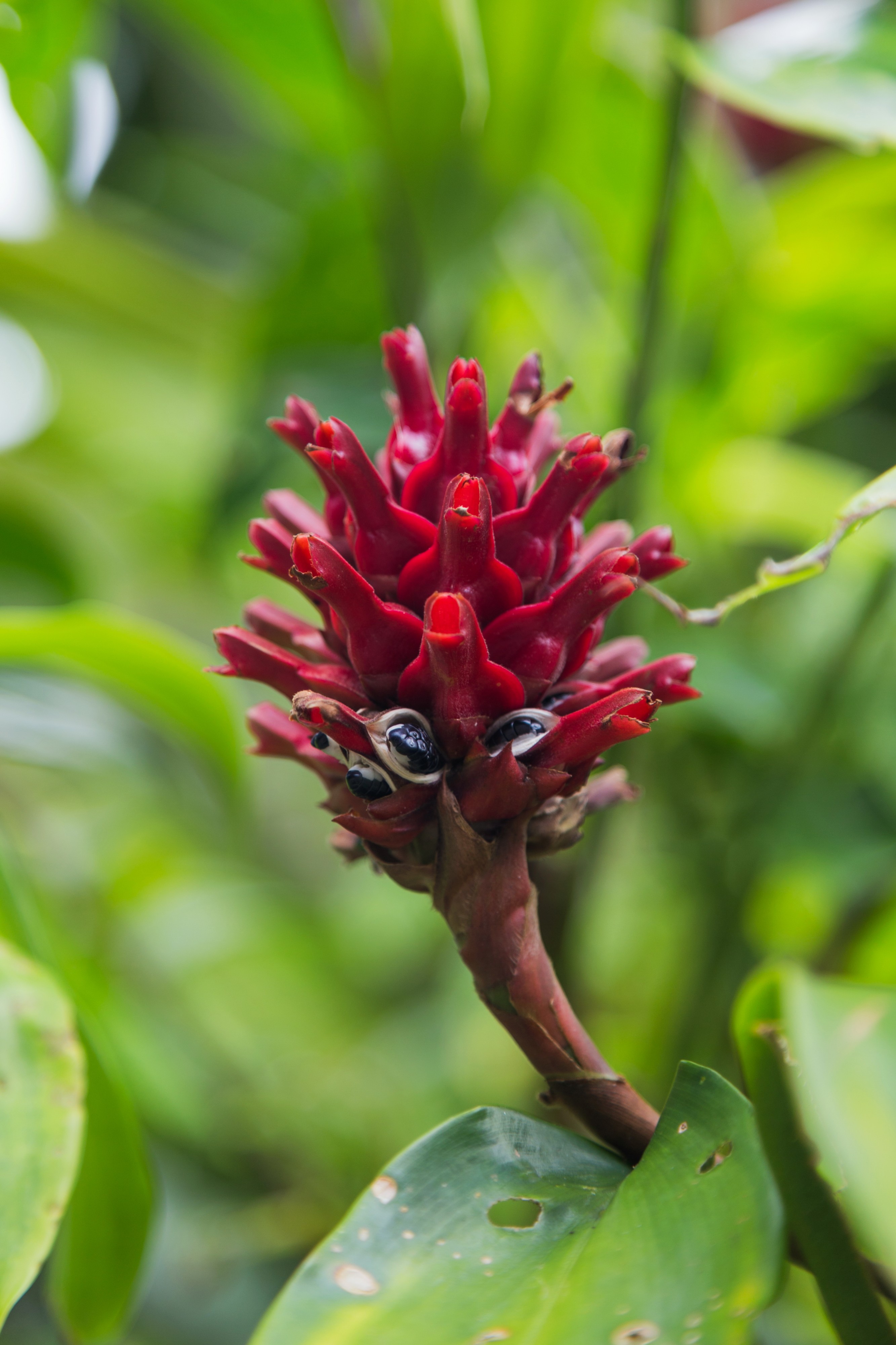 2016 Singapur, Ogrody botaniczne (382)