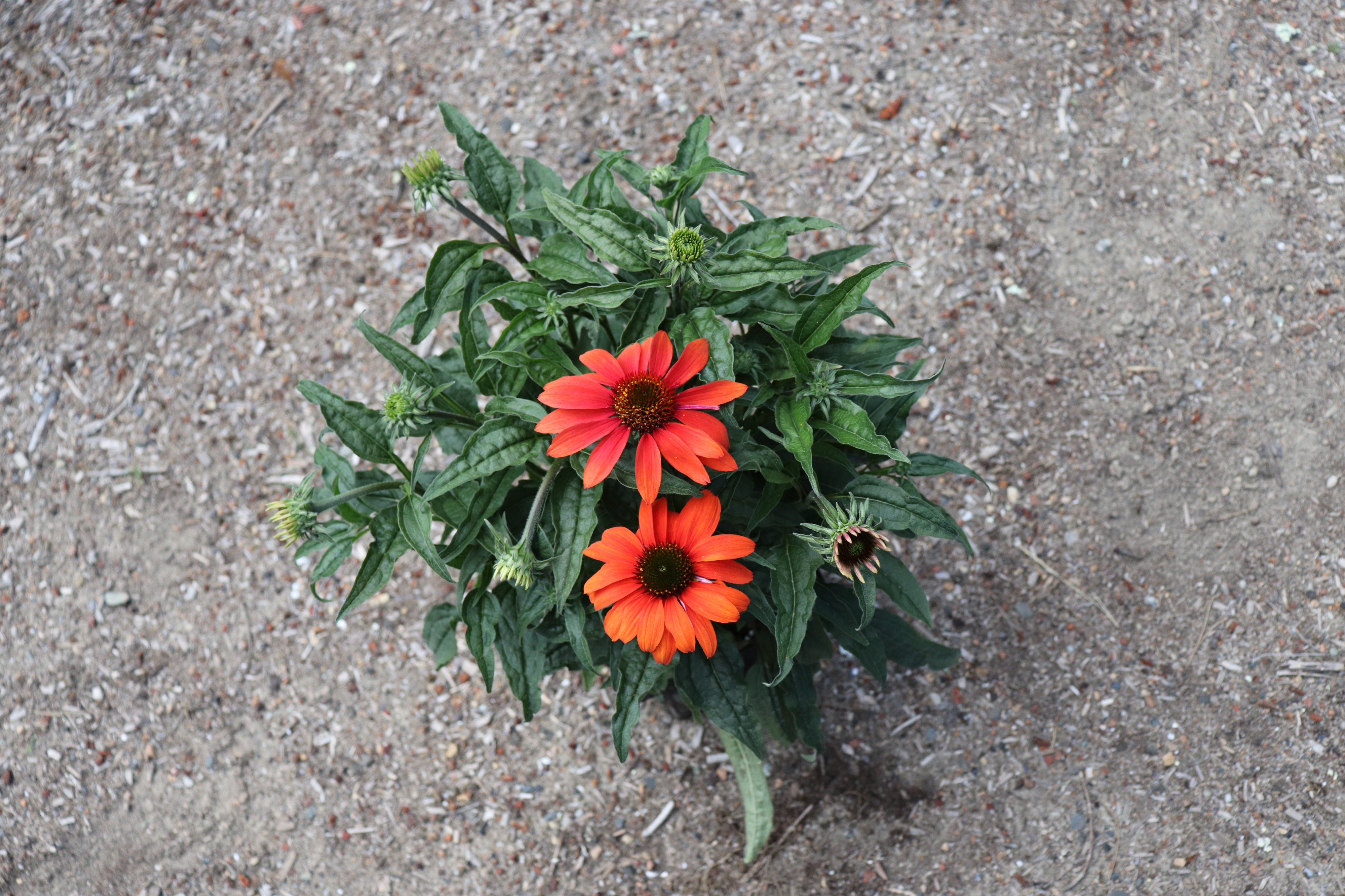 'Cheyenne Spirit' echinacea IMG 7802