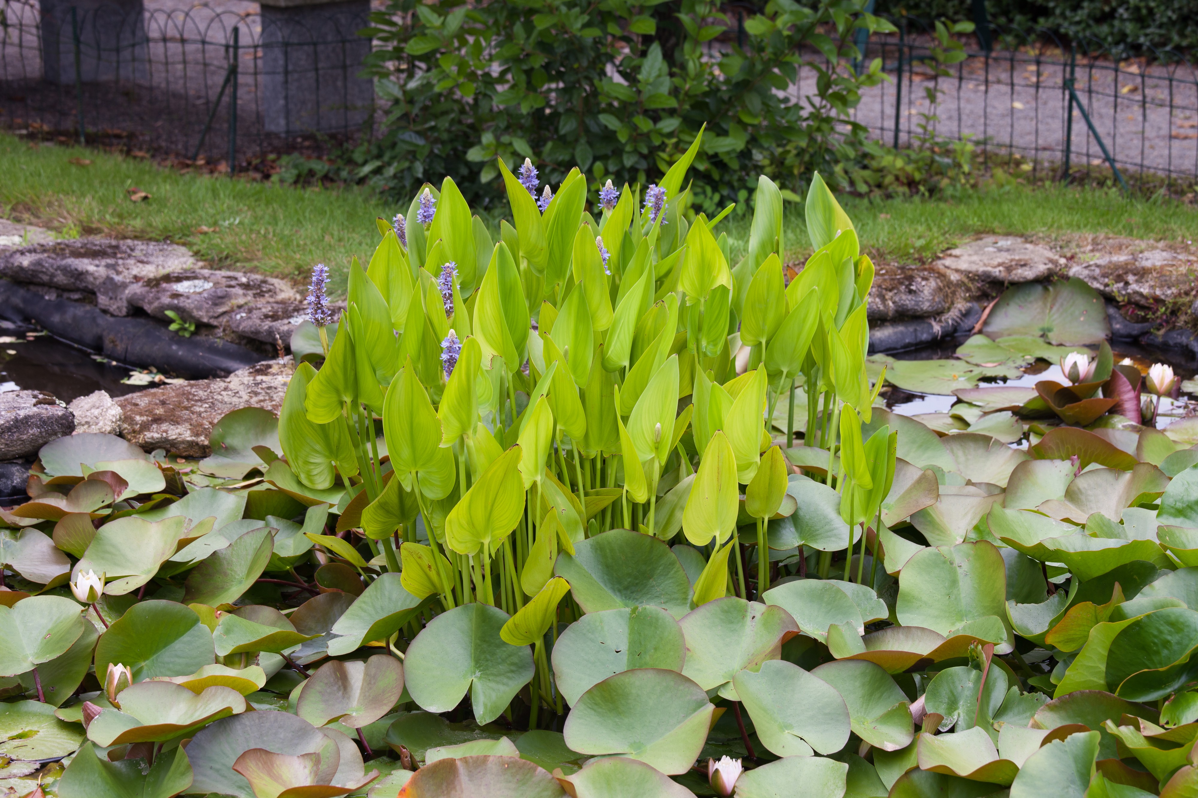 A Arnoia - Plantas acuáticas - Galiza