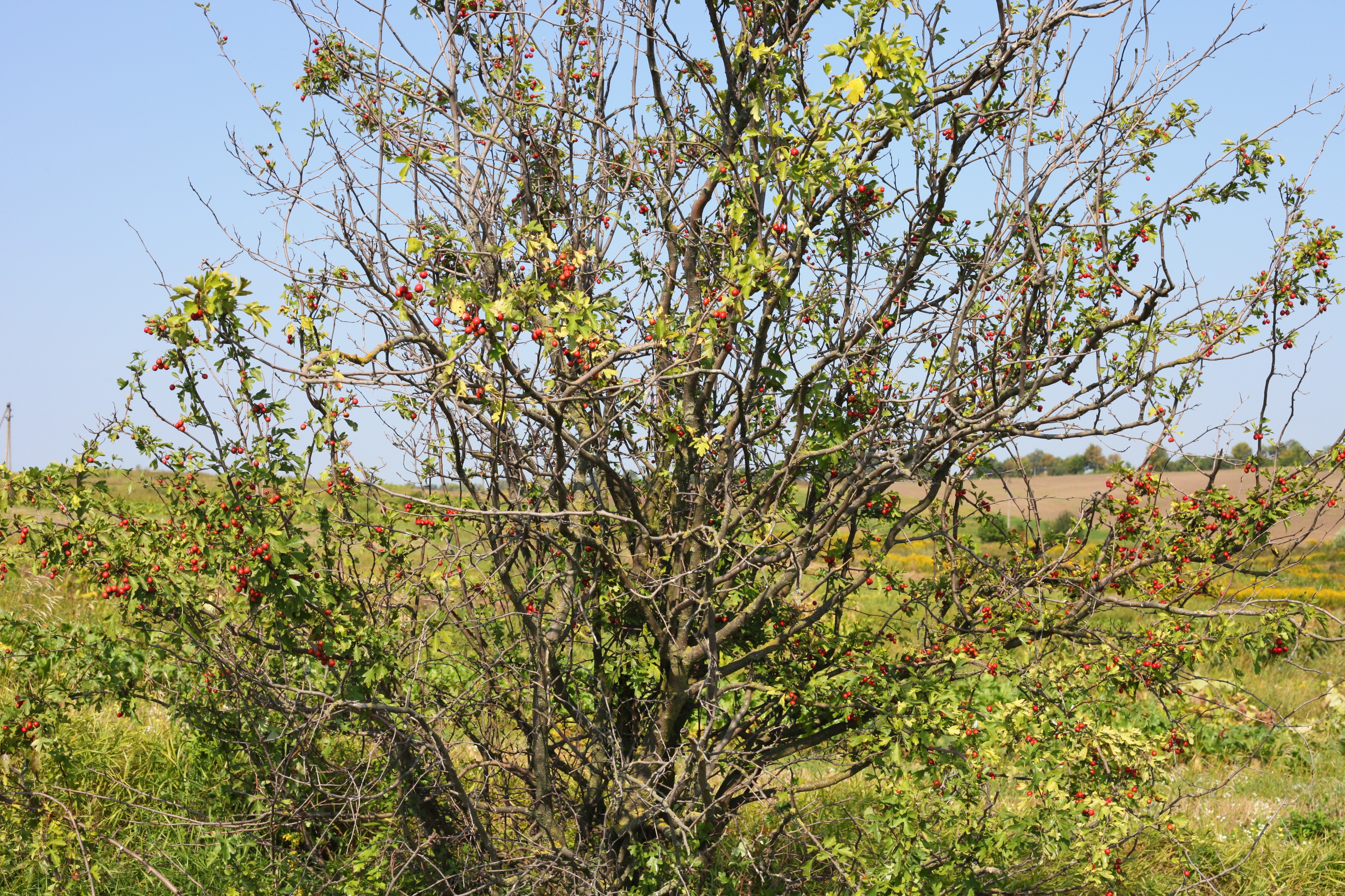 A bush in a field