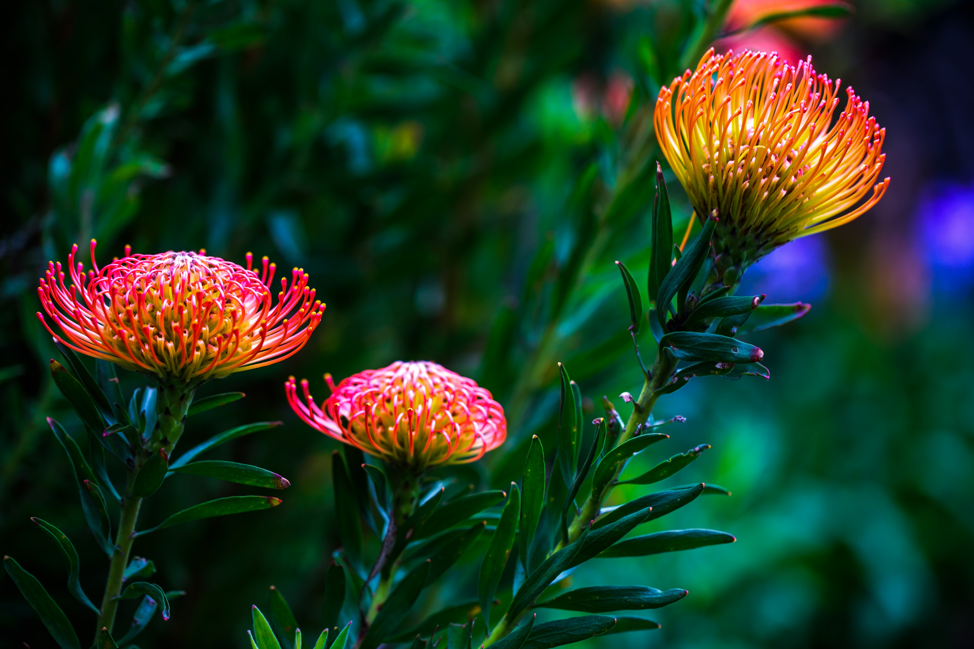 A delightful visit to the Quito Botanical gardens - (16658238112)