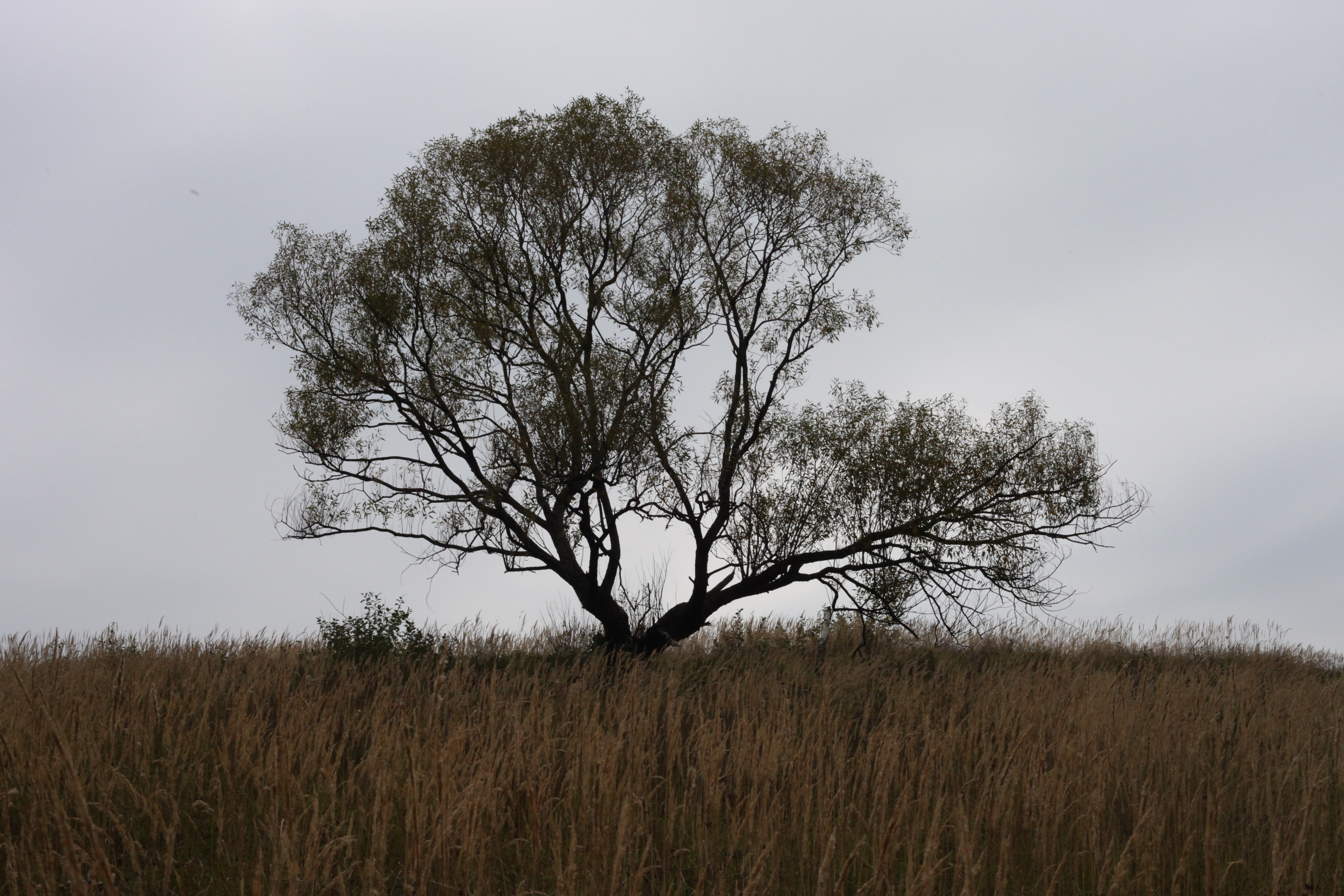 a lonely bush in the beginning of October 2012 in Lviv region of Ukraine, picture 1