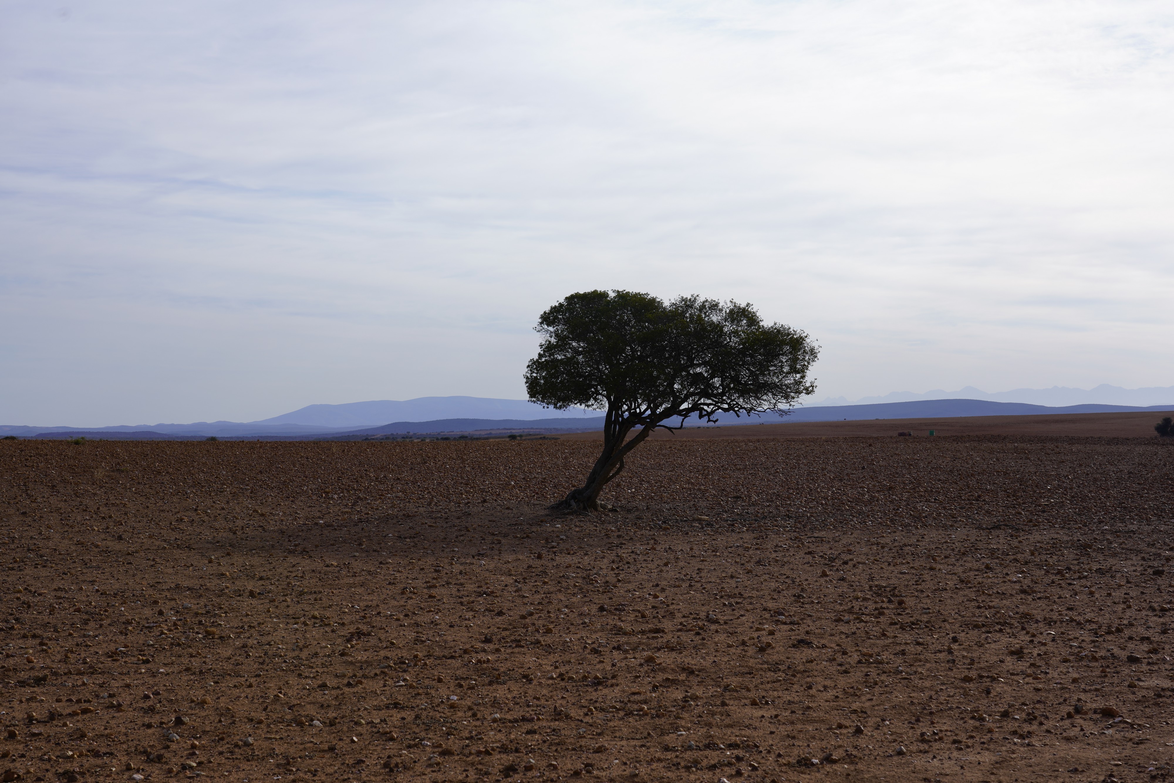 A tree near Zebra, Oudtshoorn