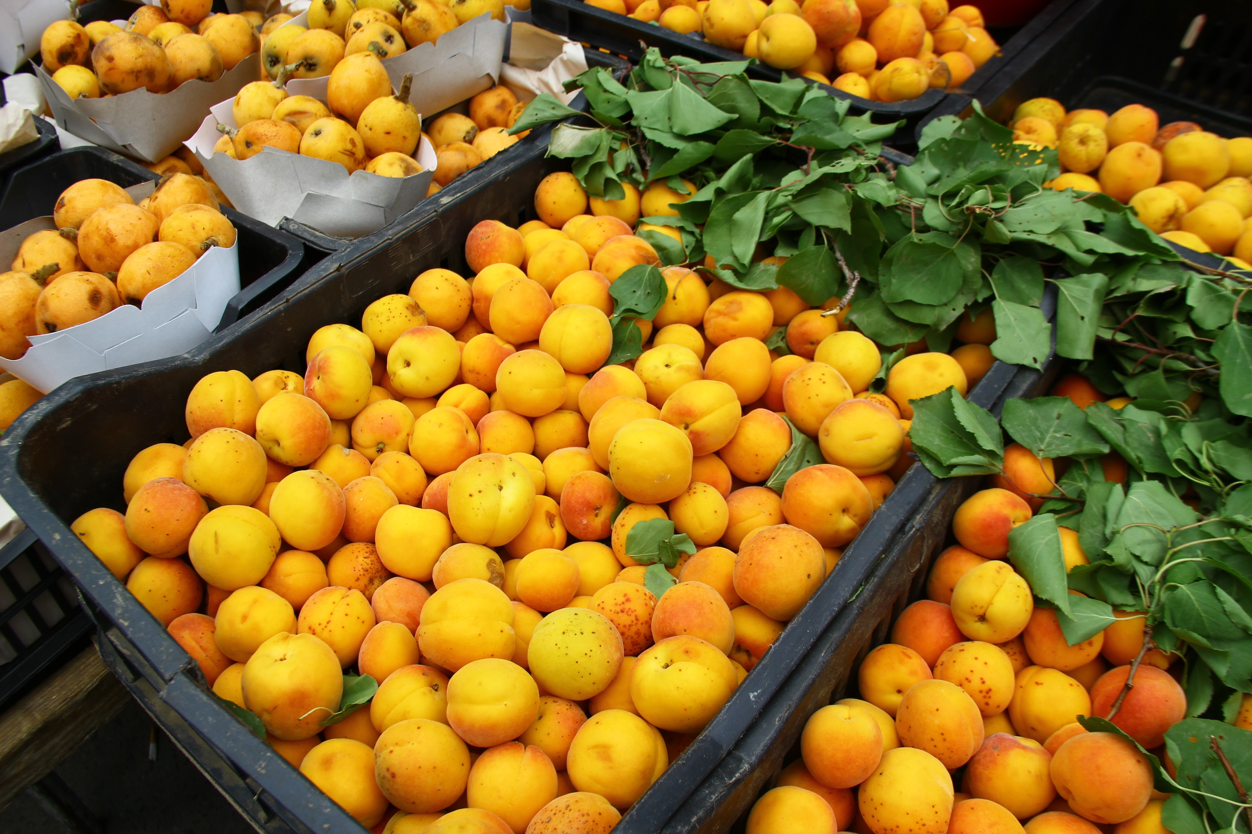 Abricot marché de la casbah d'Alger