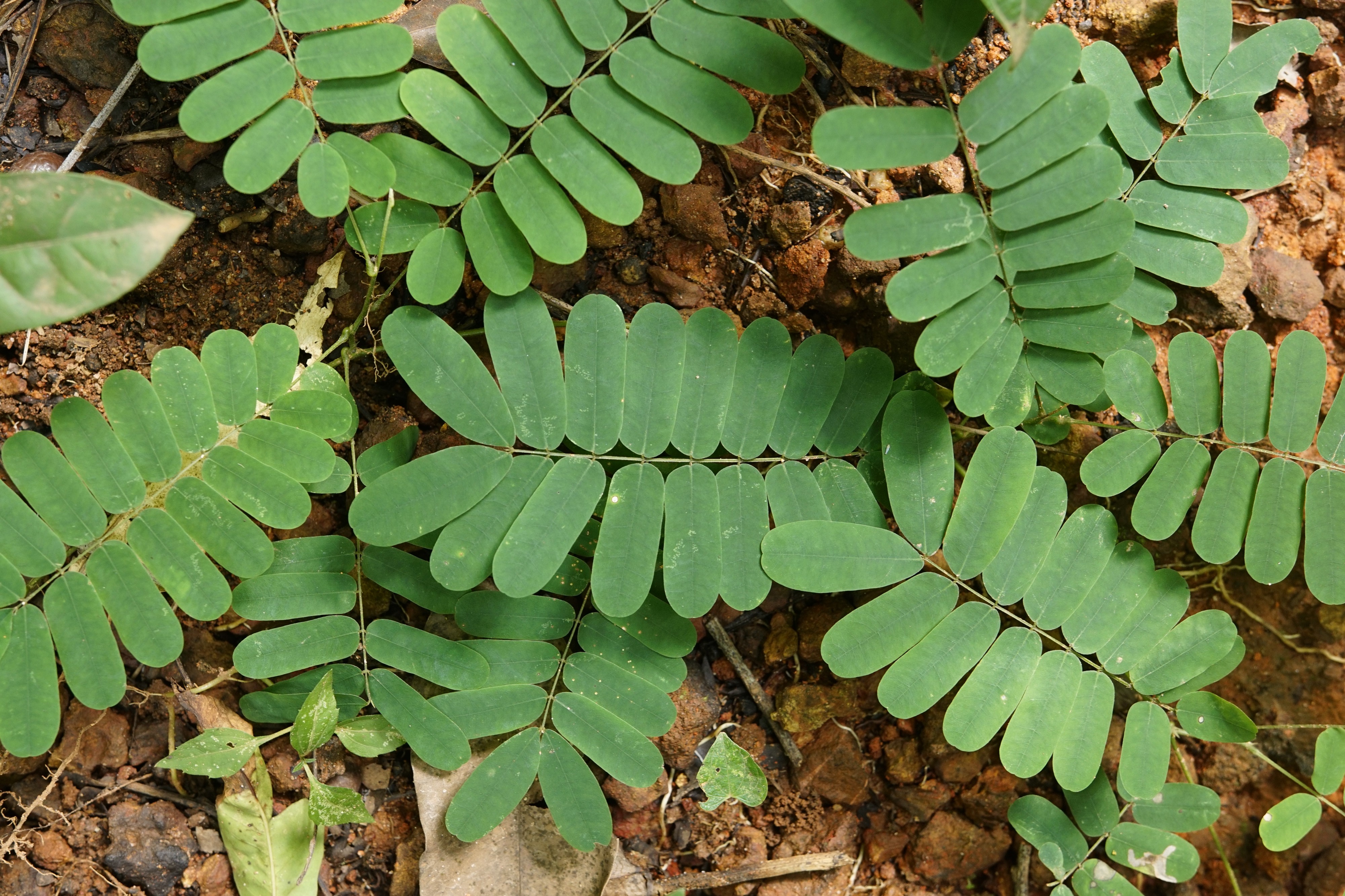 Abrus precatorius 8354