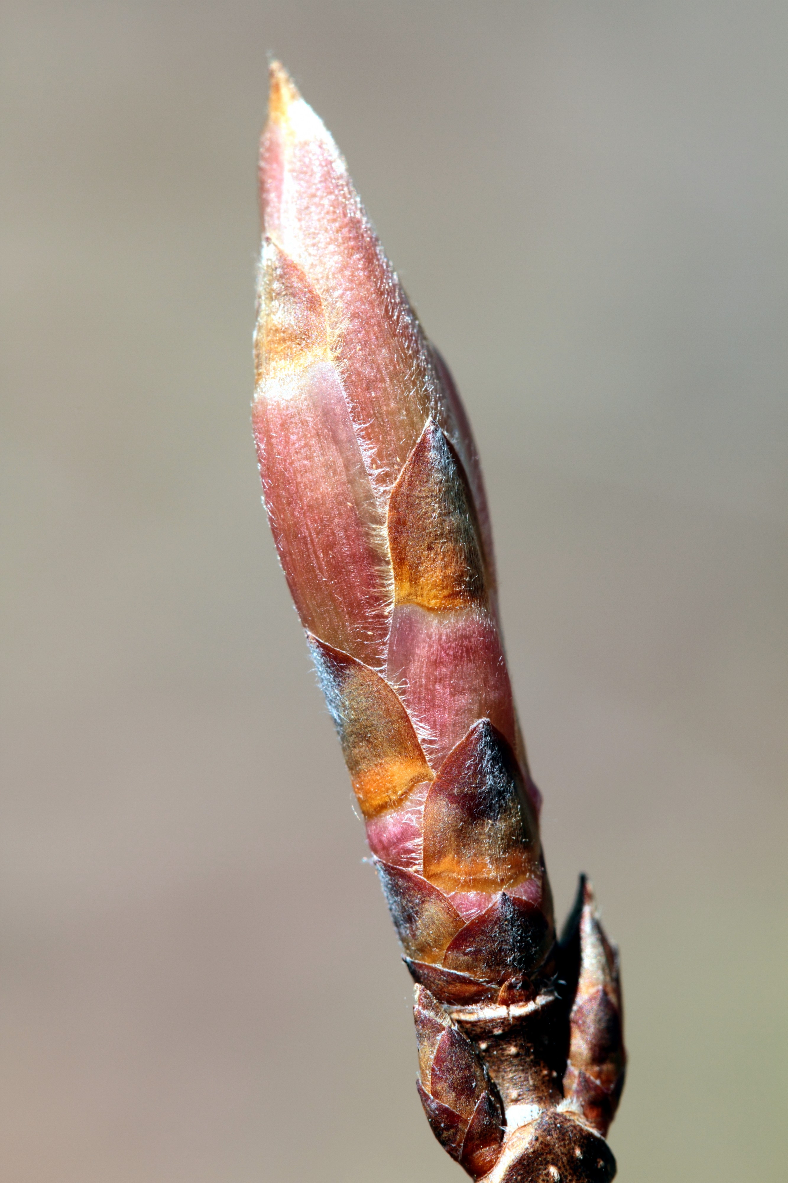 Acer saccharum bud CT1