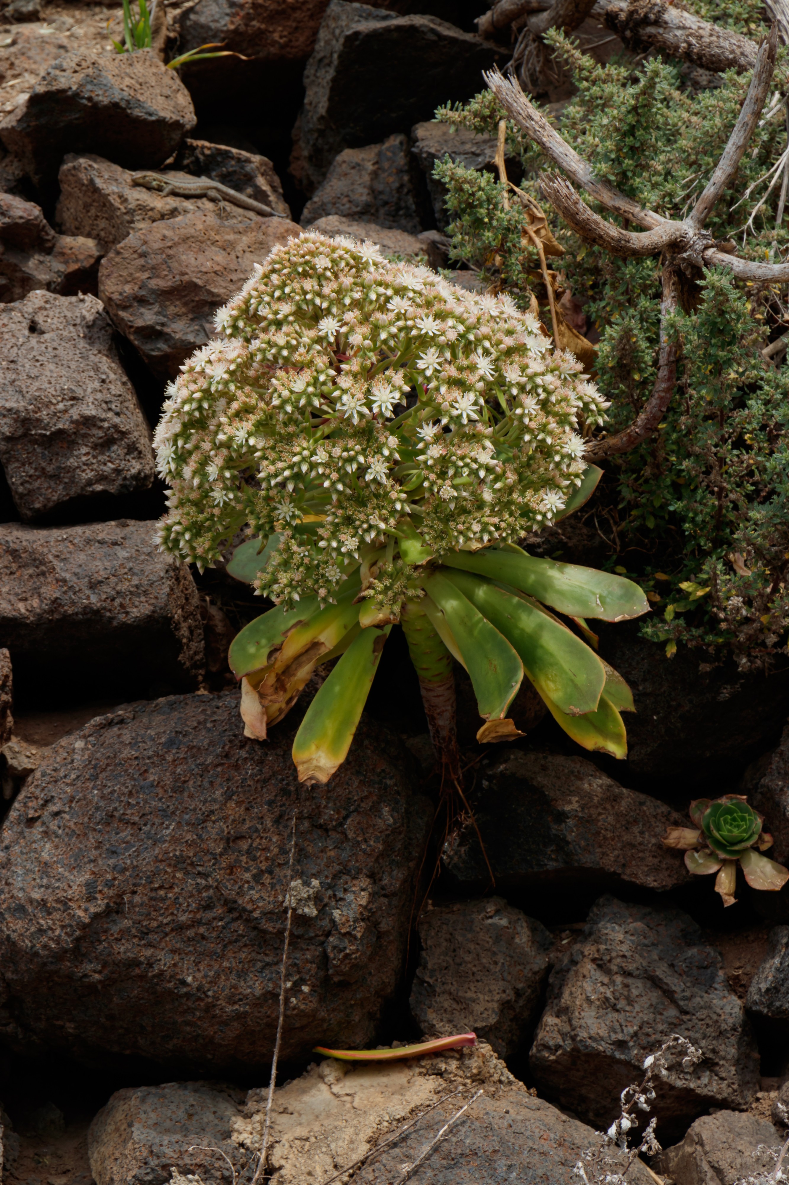 Aeonium urbicum - Macizo de Teno 02