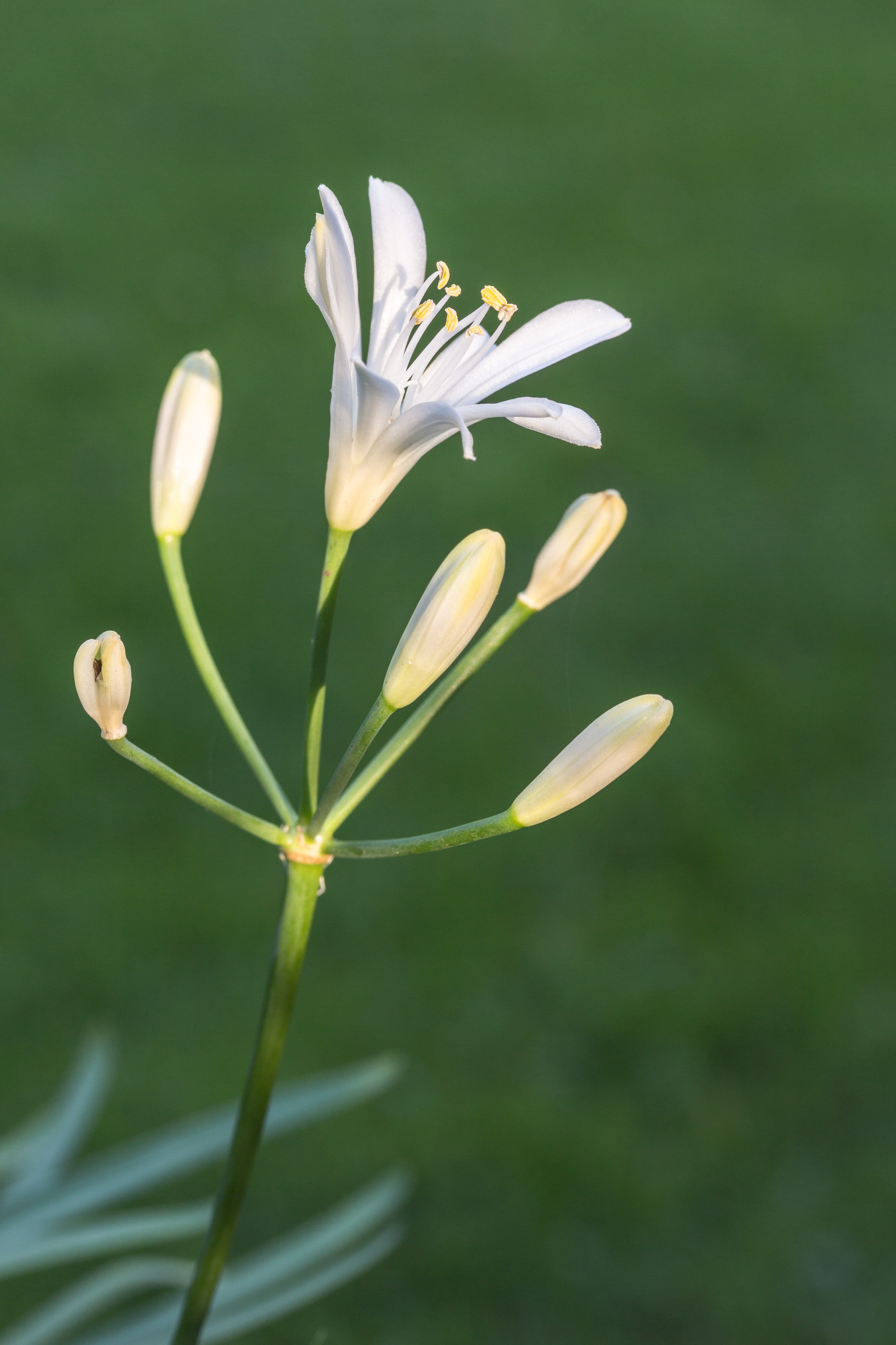 Agapanthus praecox Snow White. (d.j.b.) 03
