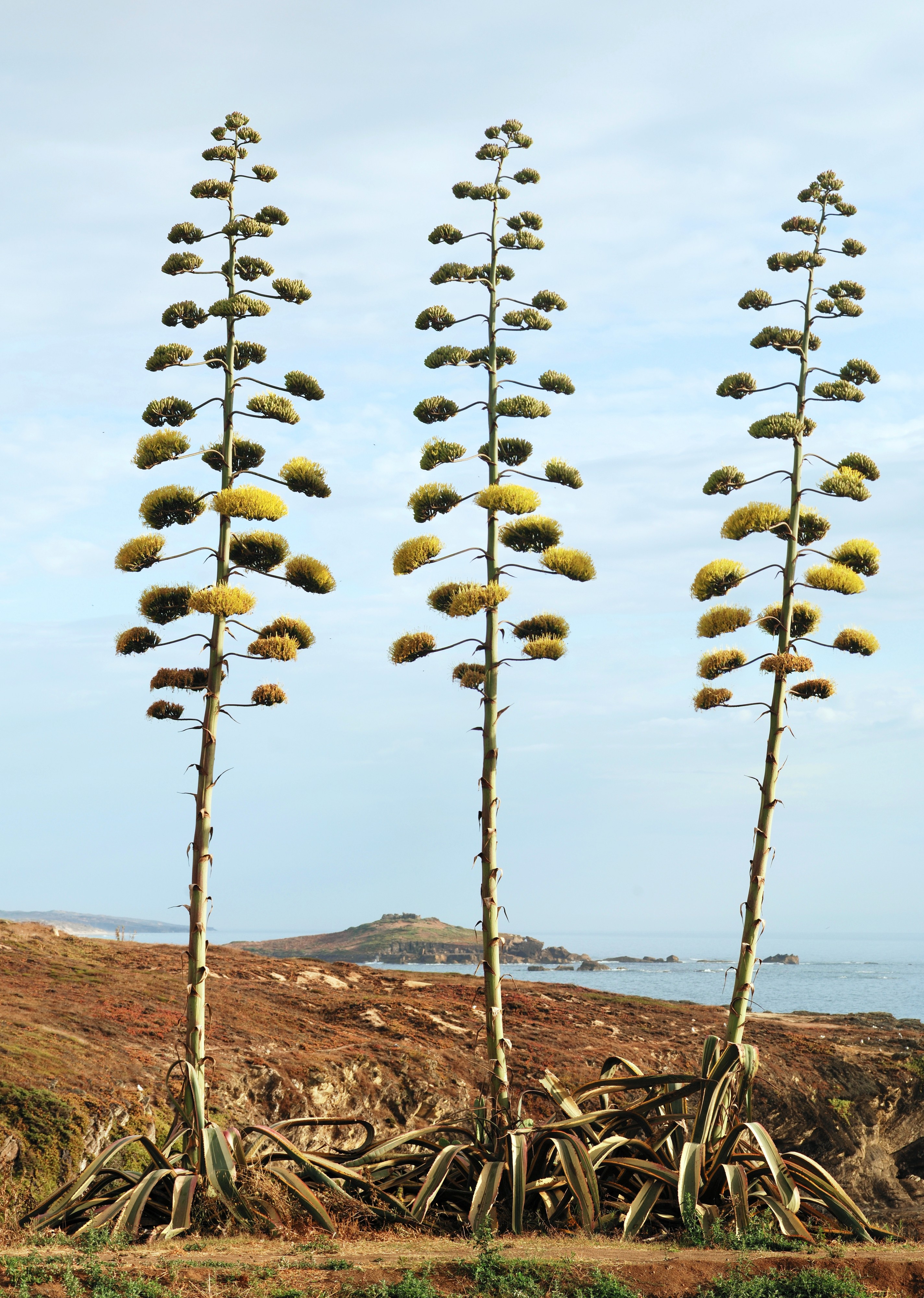 Agave July 2011-1