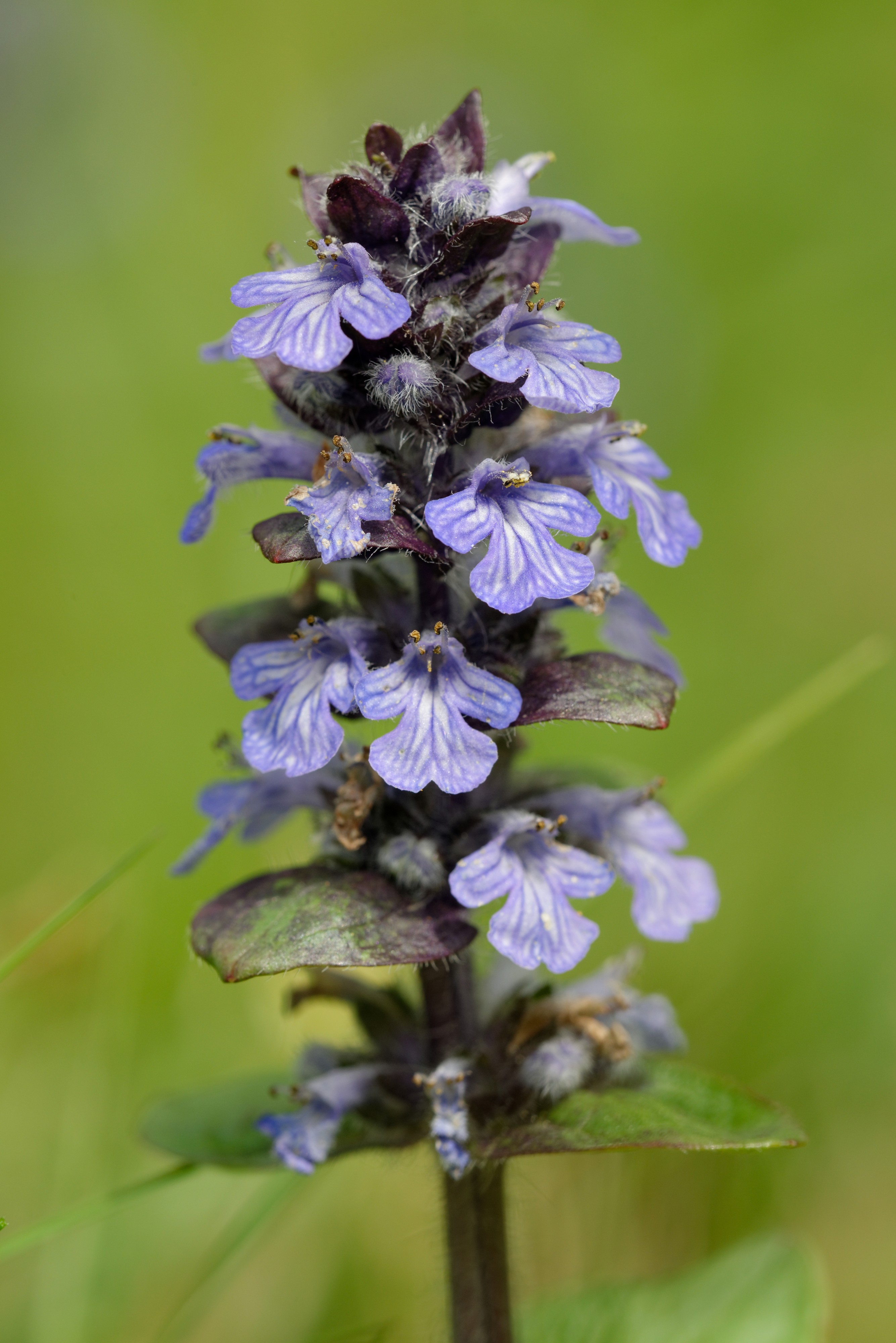 Ajuga reptans Paslieres 2013-05-09 n01