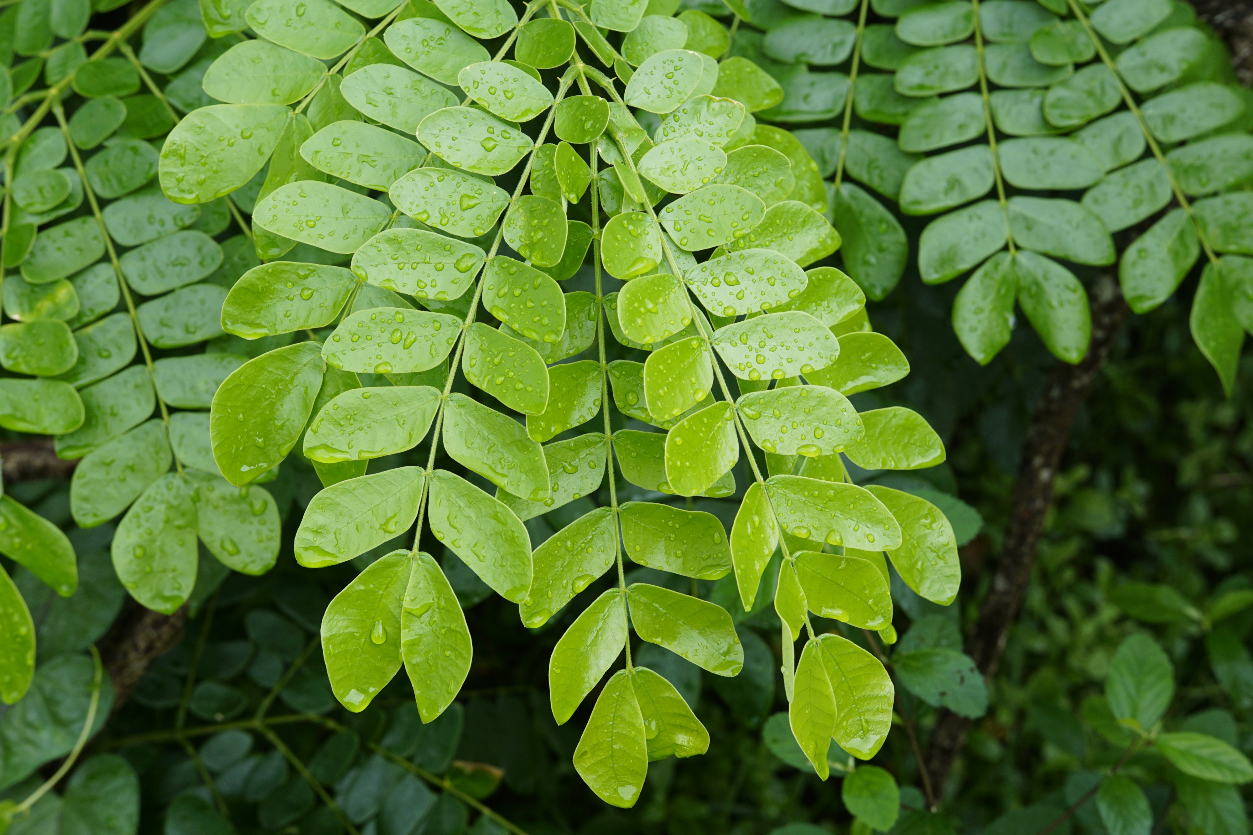 Albizia saman 6437