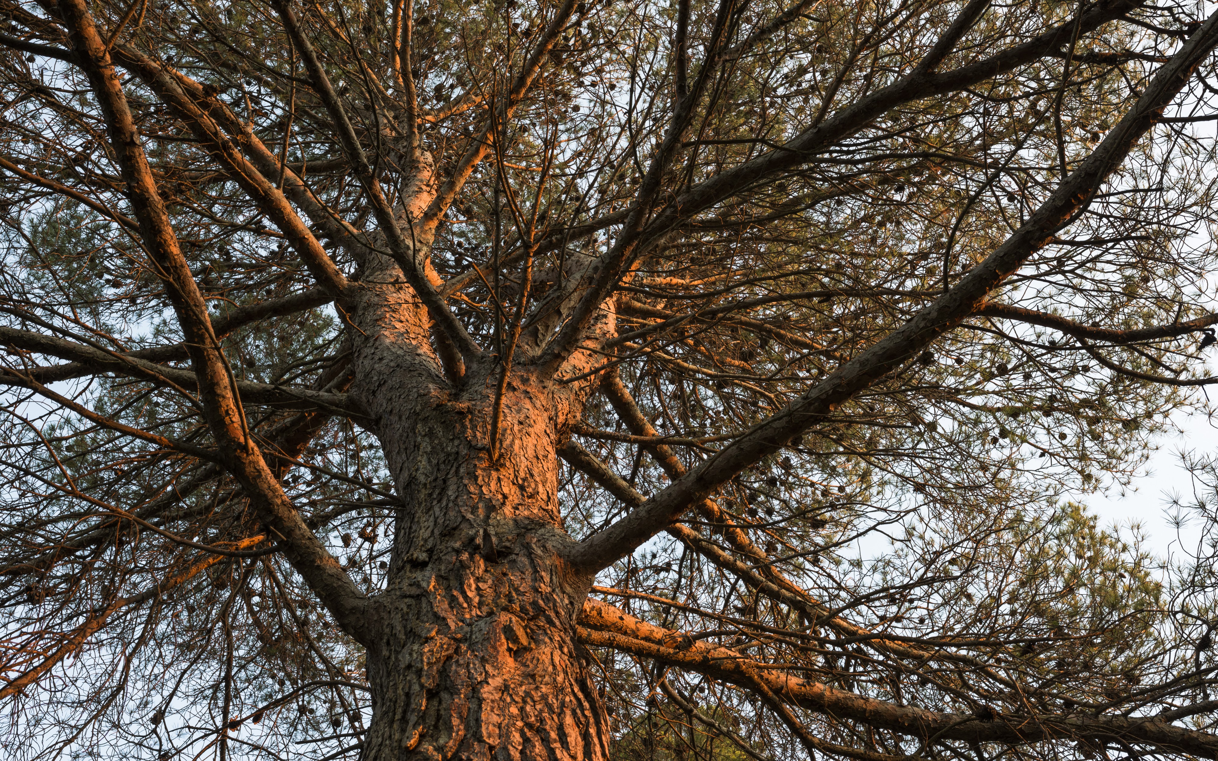 Aleppo Pine close up, Sète, Hérault