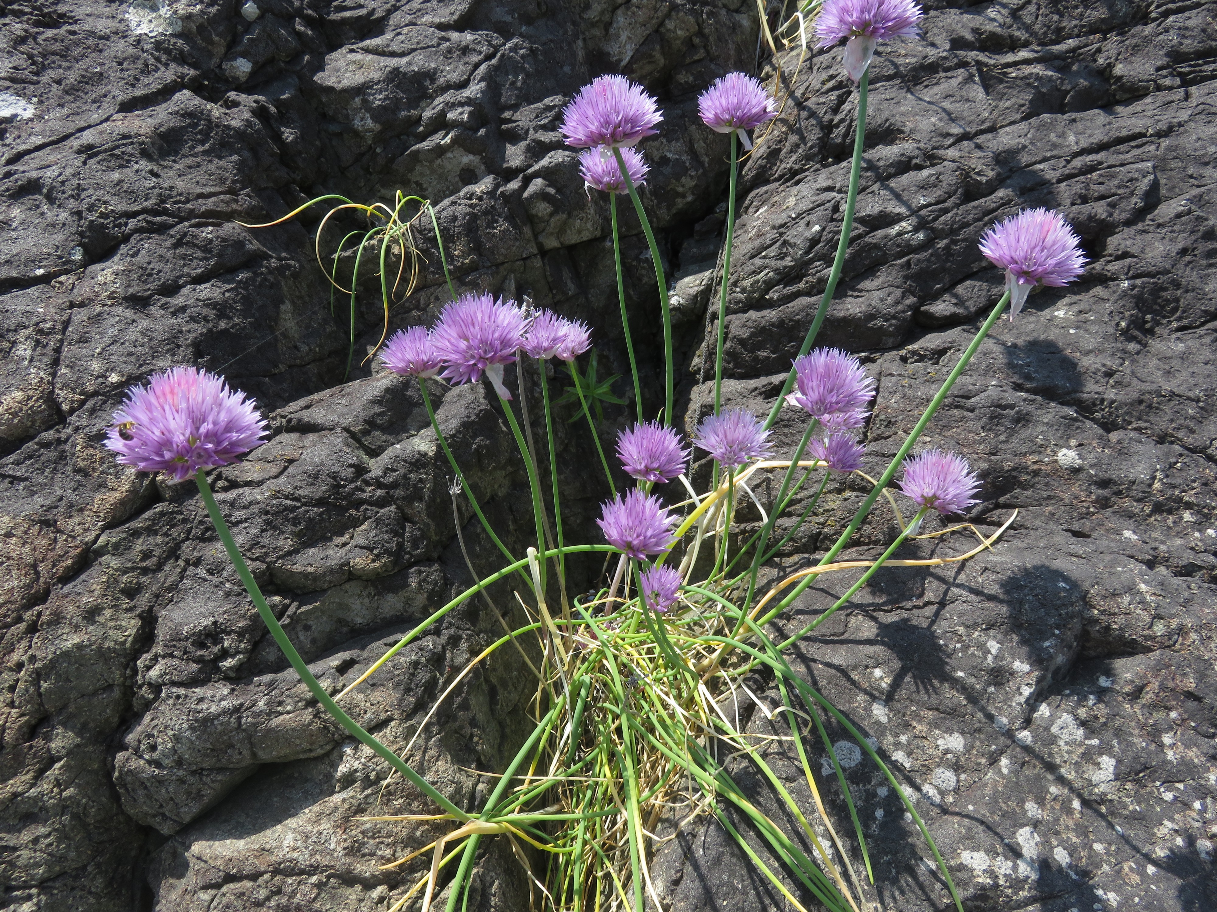 Allium schoenoprasum var. foliosum 2