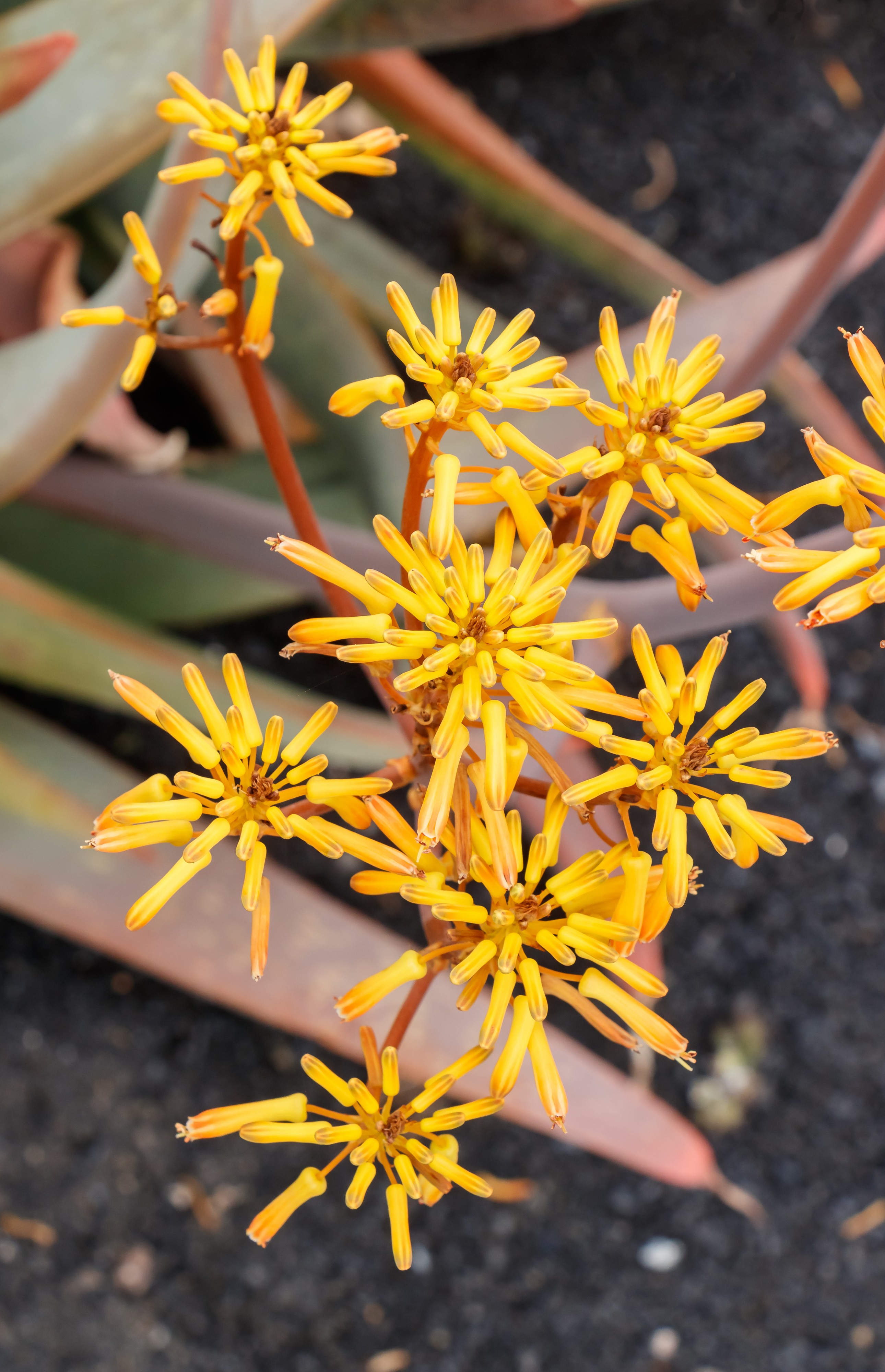 Aloe buhrii 002