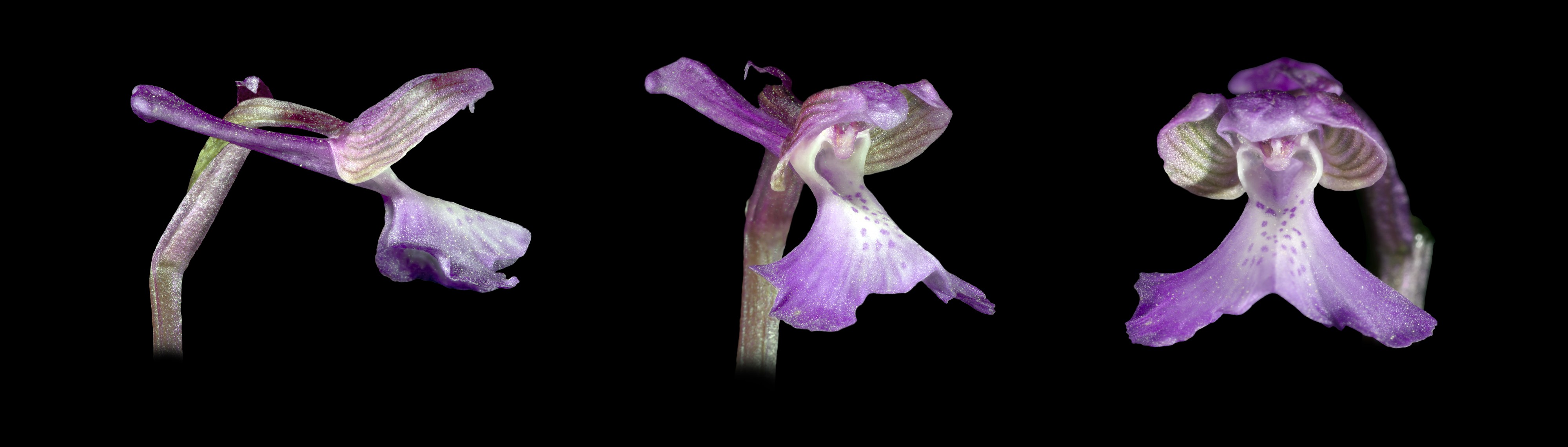 Anacamptis Fleur global