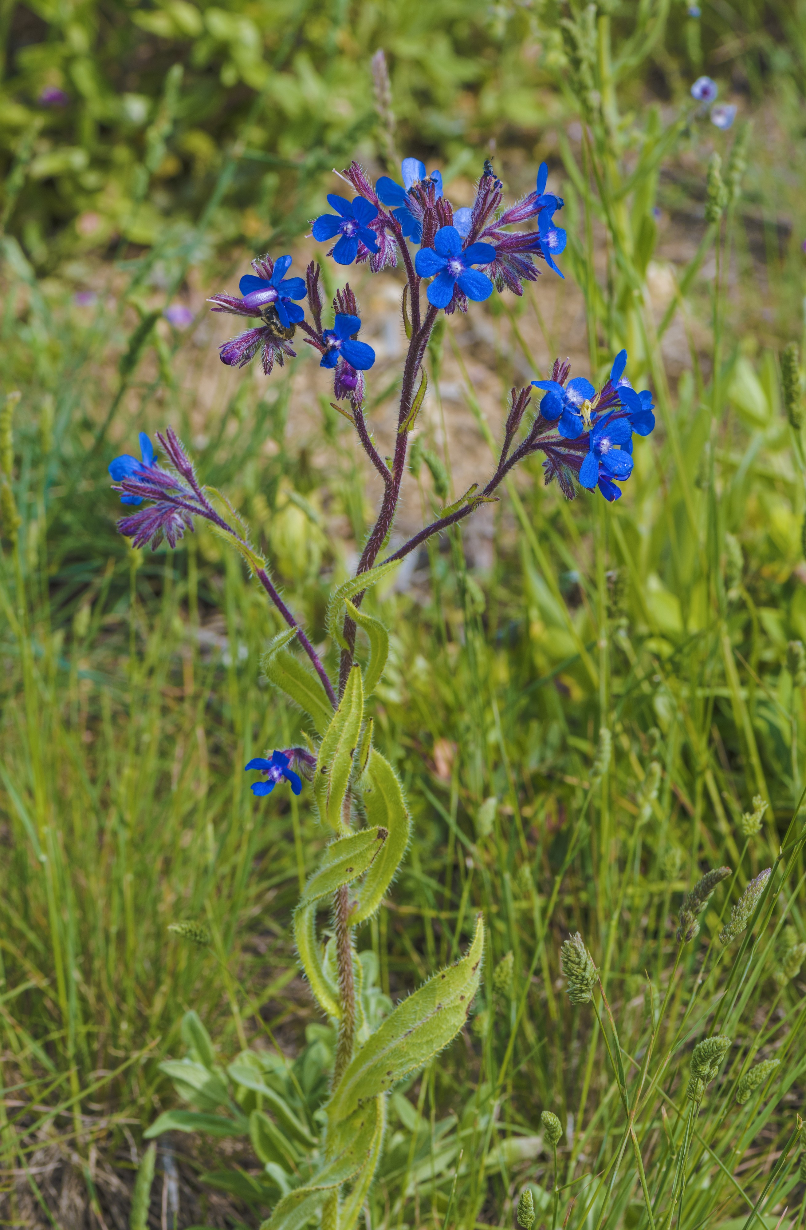 Anchusa azurea, Sainte-Lucie Island, Aude 01