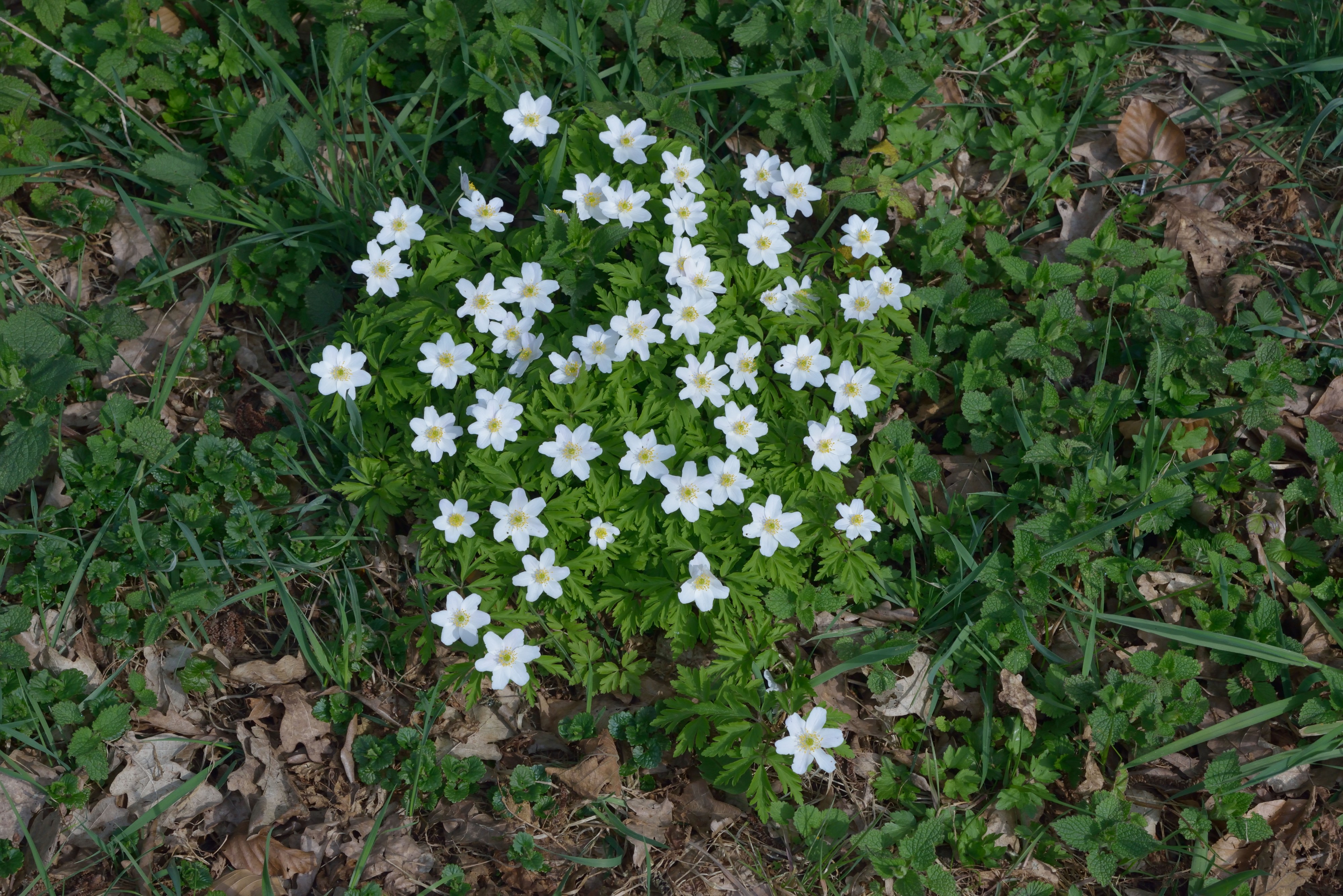 Anemone nemorosa (07)