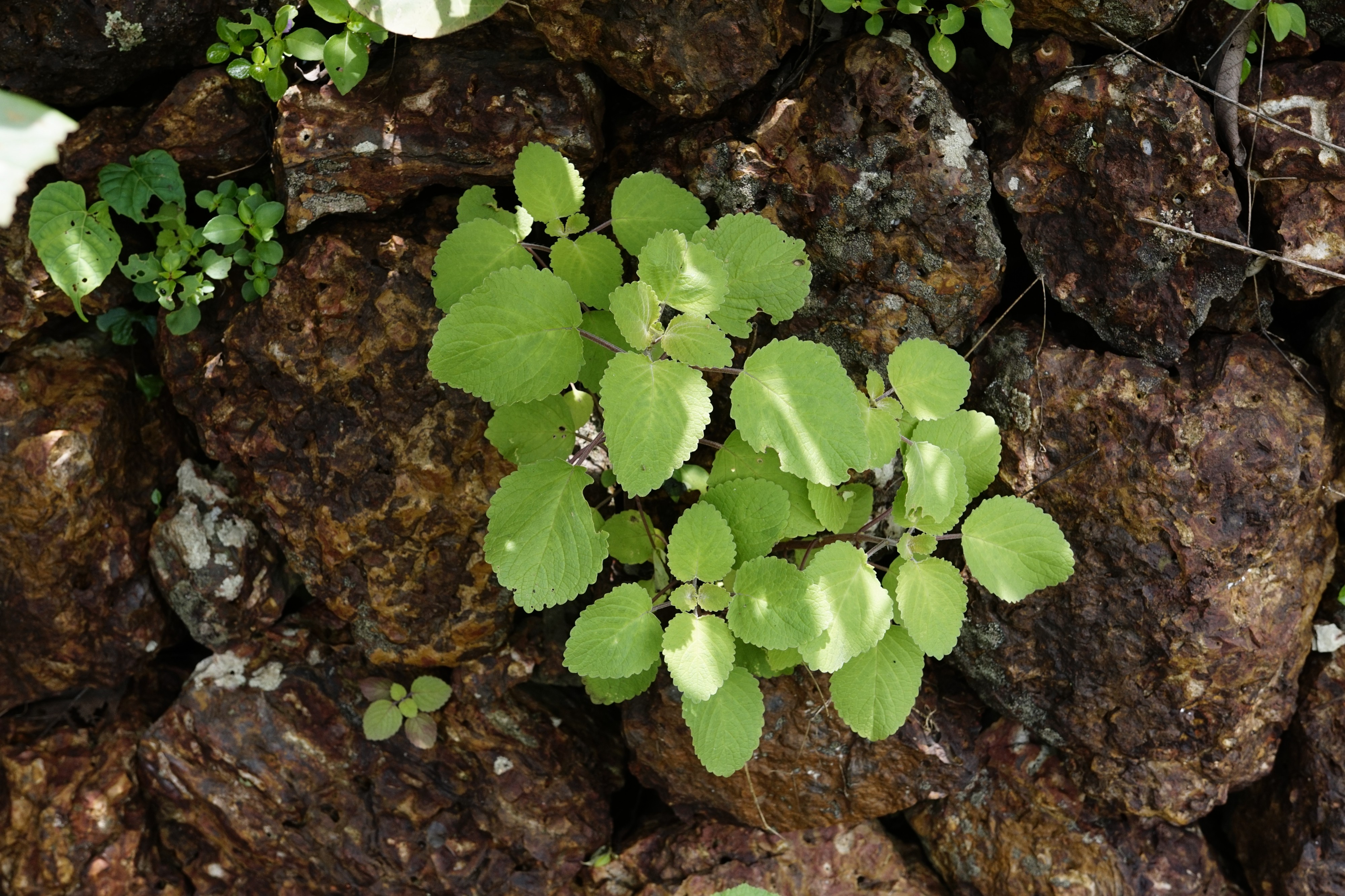 Anisochilus carnosus 6330