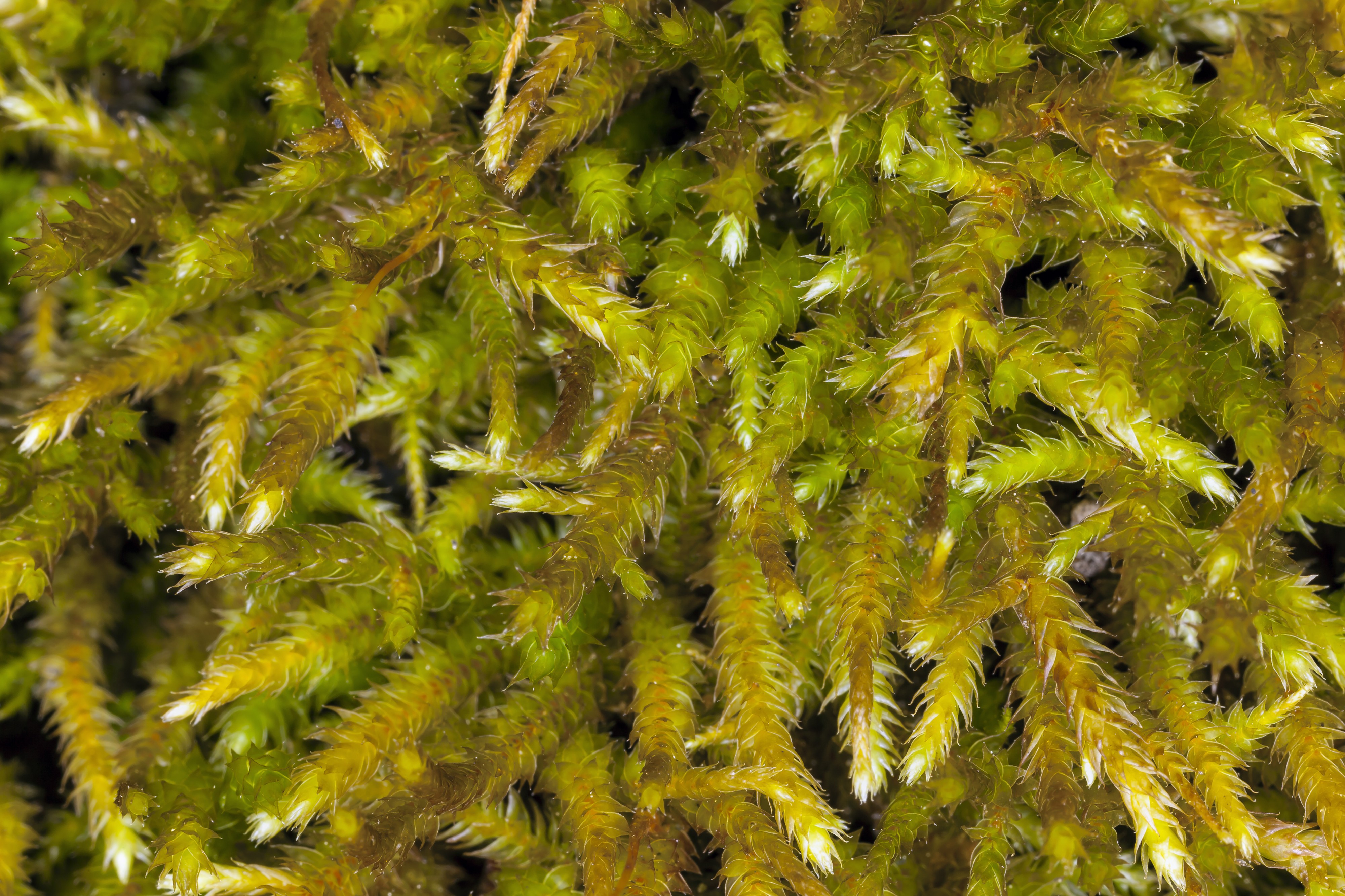 Antitrichia californica (California antitrichia moss) (7045833109)