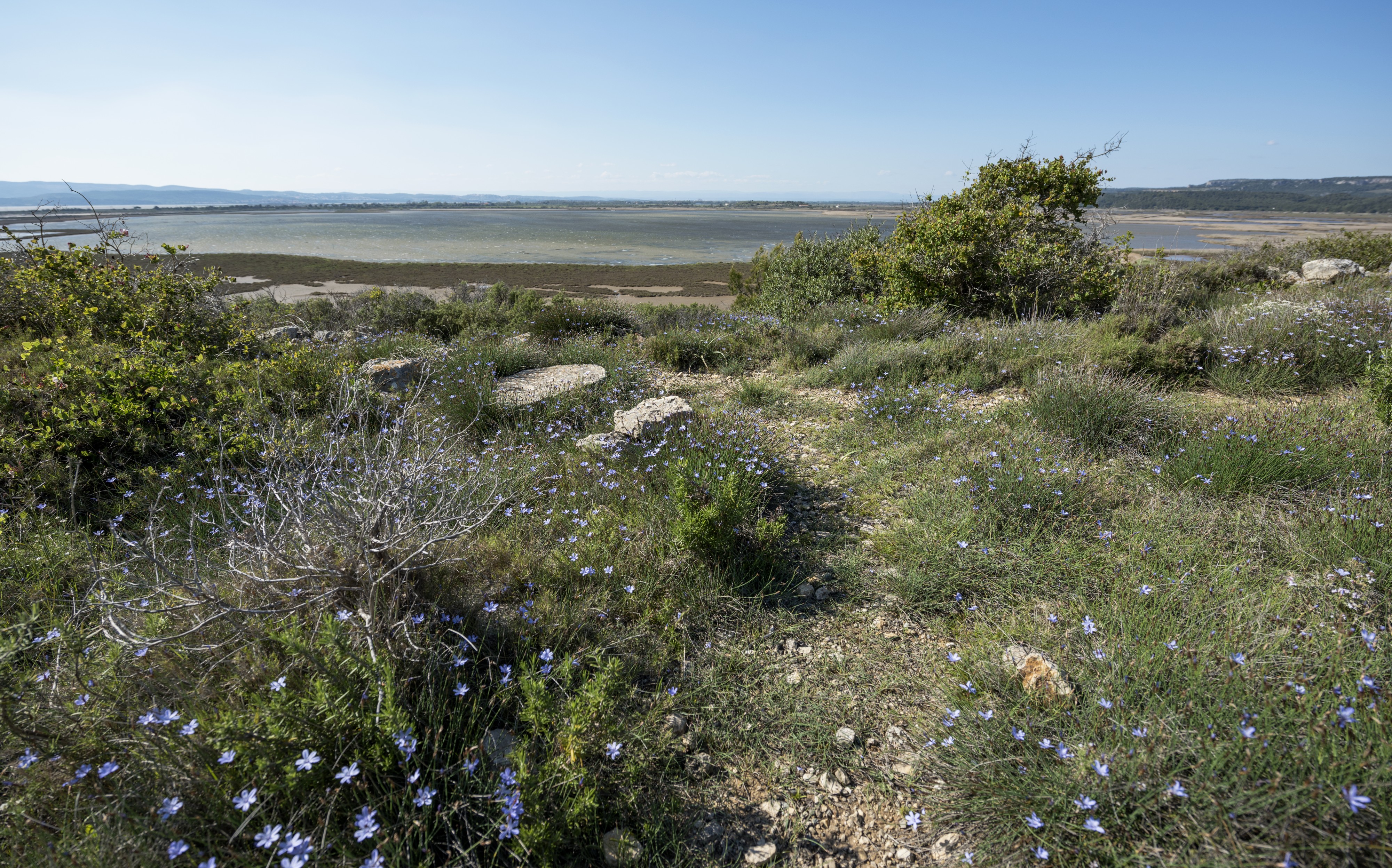 Aphyllanthes monspeliensis, Île Saint-Martin, Gruissan cf01