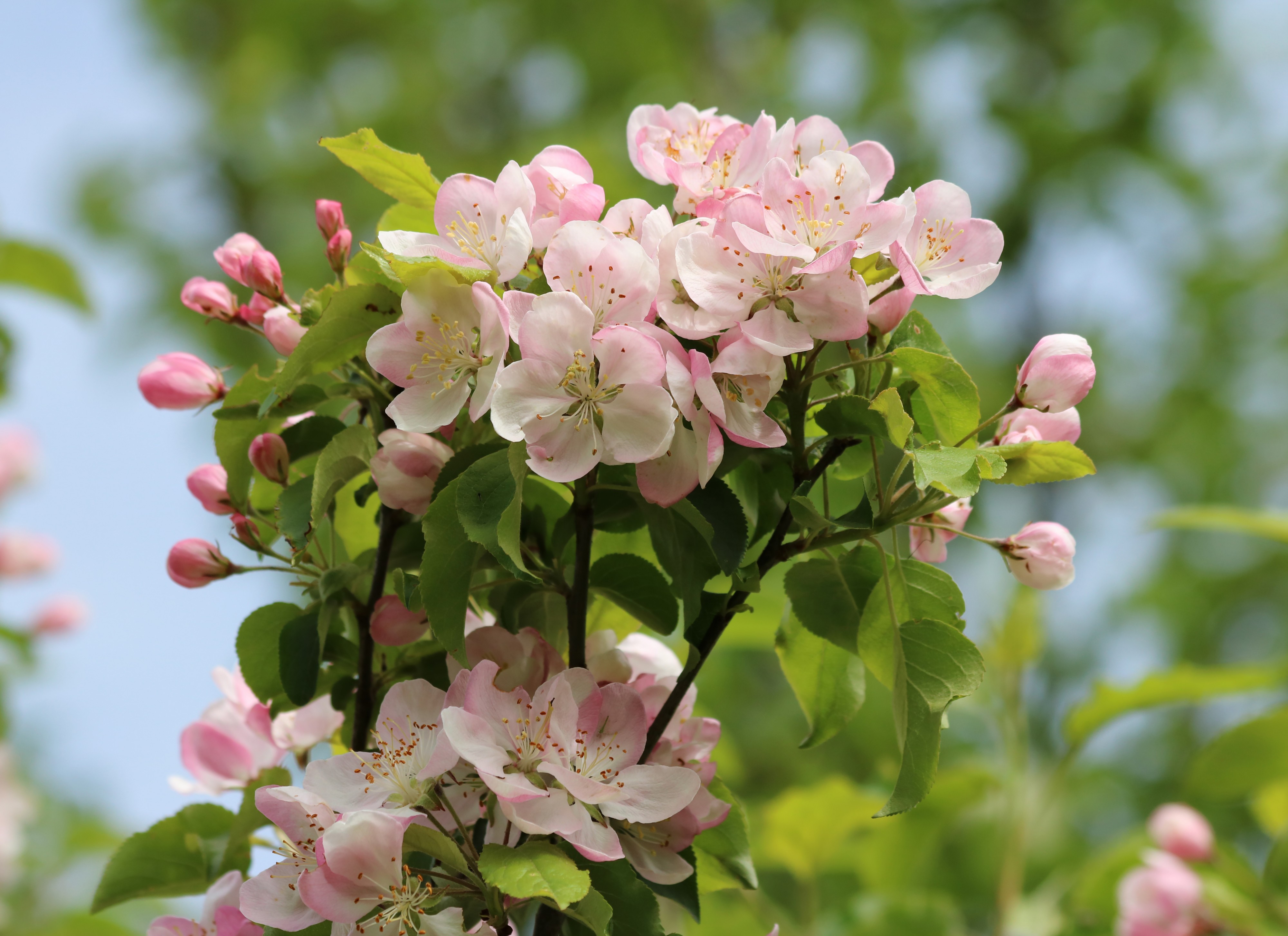 Apple-tree blossoms 2017 G3