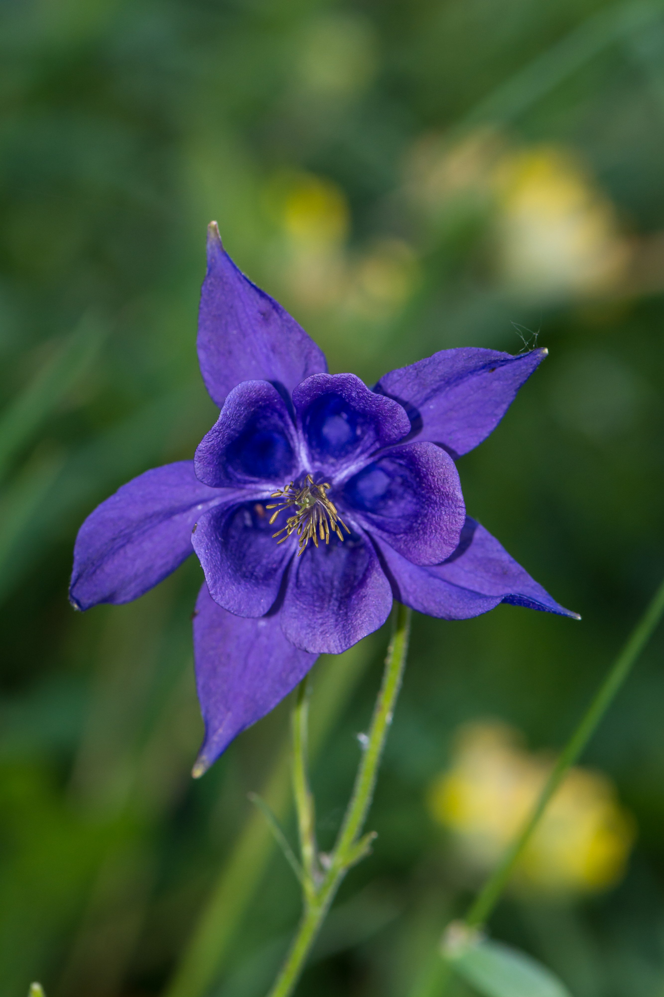 Aquilegia vulgaris Gemeindealpe 01